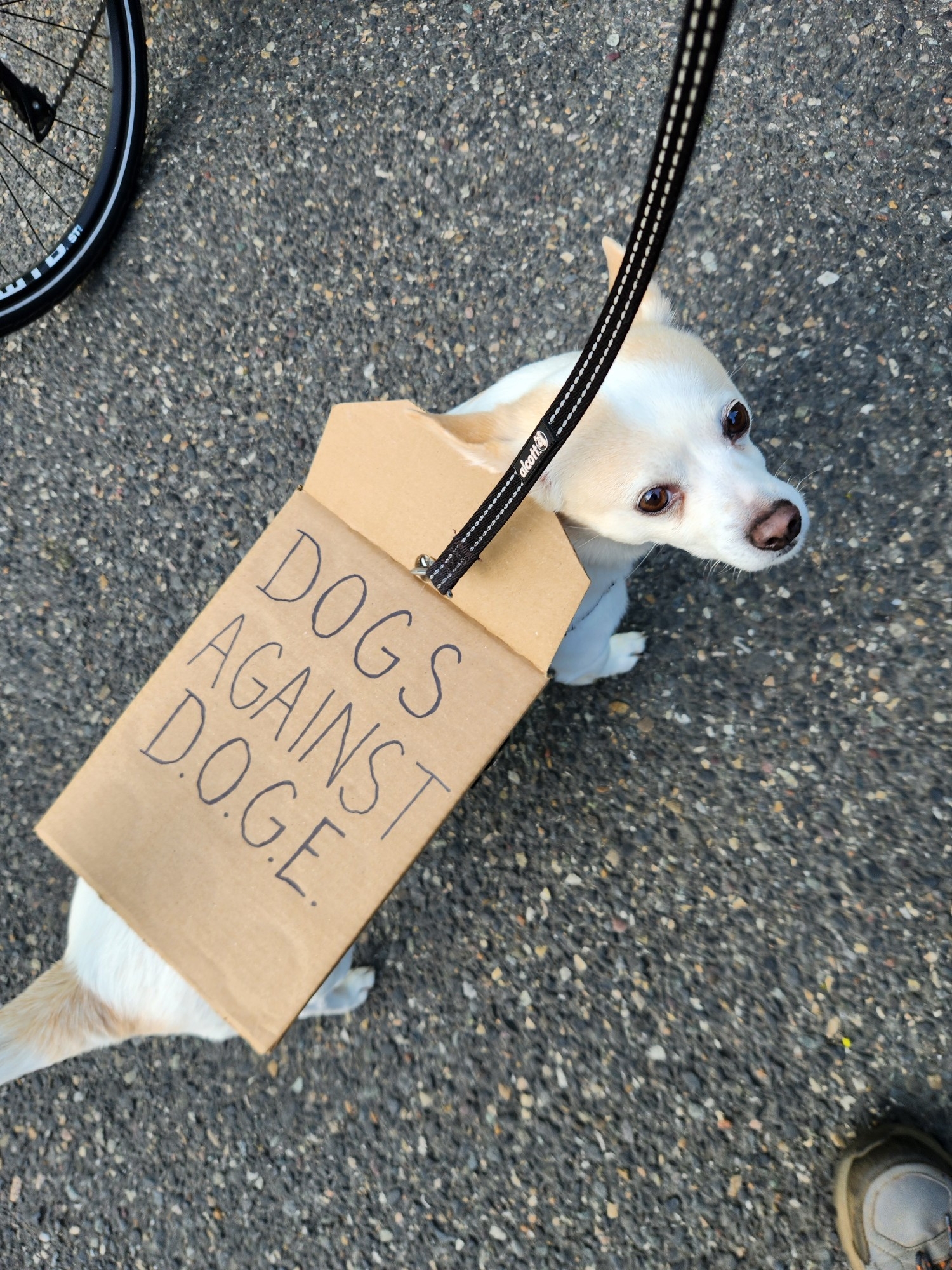 Small dog on a leash wearing a cardboard sign that reads, "DOGS AGAINST D.O.G.E."
