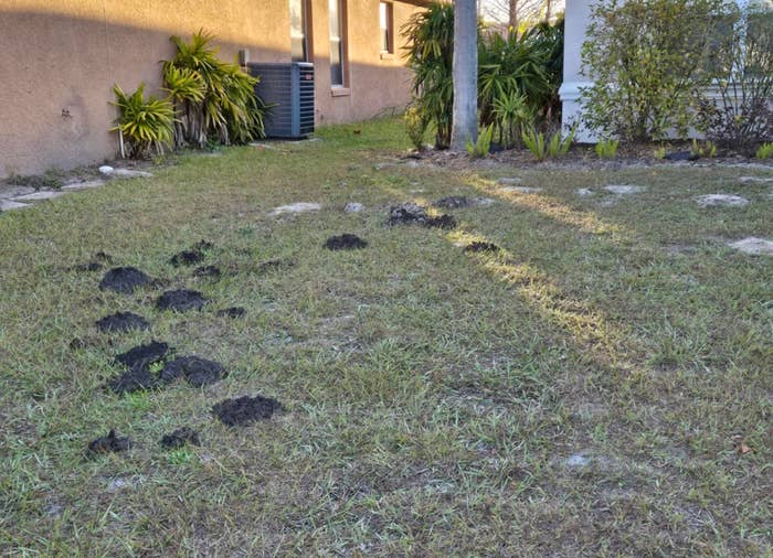 Reddit post by user "slamcesar" showing a lawn with several molehills, asking for advice on mole removal