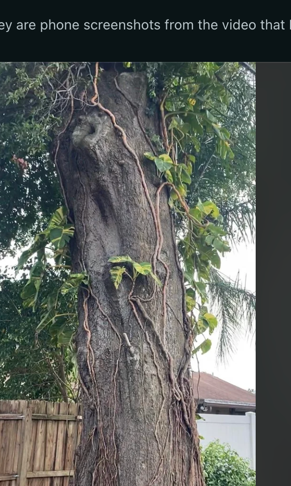Screenshot of a Reddit page showing a large tree in a backyard. The post discusses legalities of tree removal on property lines