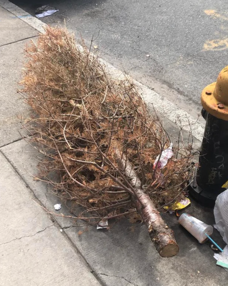 Image showing a discarded Christmas tree on a sidewalk in April, with a person sitting nearby, featured on a Reddit post about unexpected seasonal decor