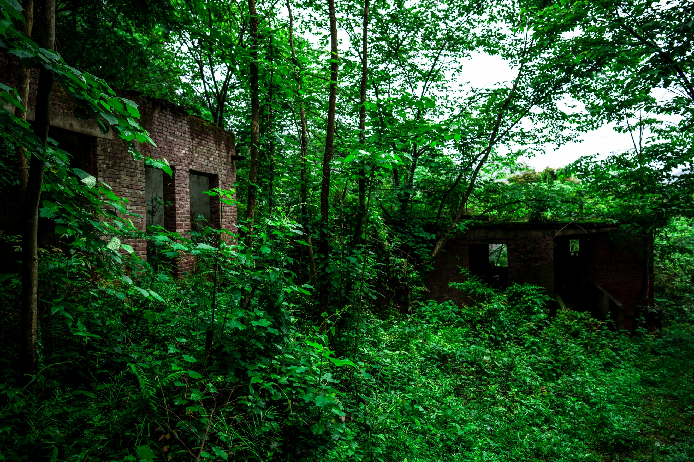 Overgrown foliage surrounds two abandoned brick buildings in a forest setting