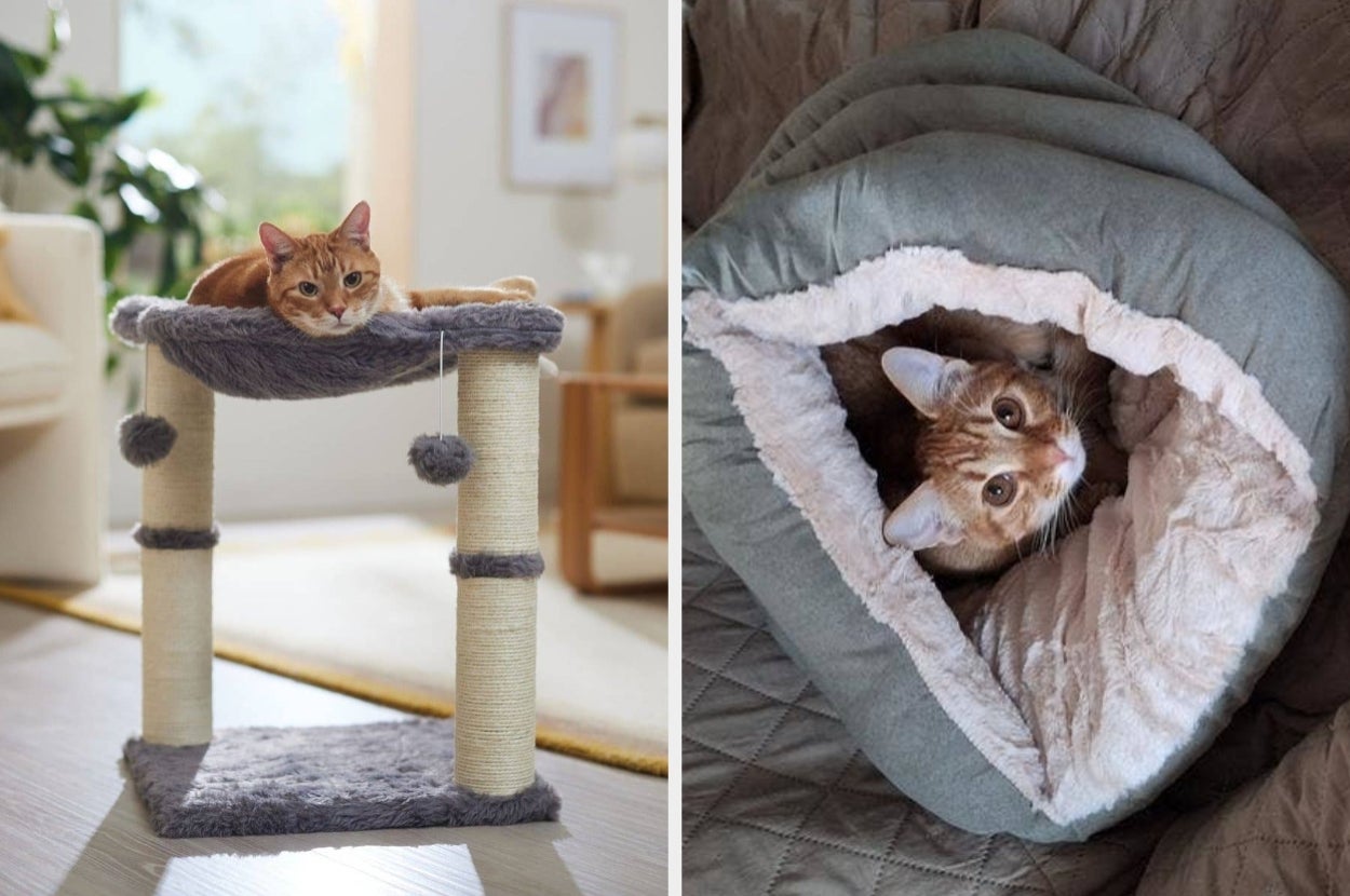Cat relaxing on a sturdy cat tree with pom-poms. Another cat cozily peeks out from a plush, enclosed pet bed. Suitable items for cat comfort