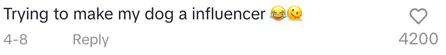 Comment saying, "Trying to make my dog an influencer" with laughing emojis, 4-8 replies, and 4200 likes