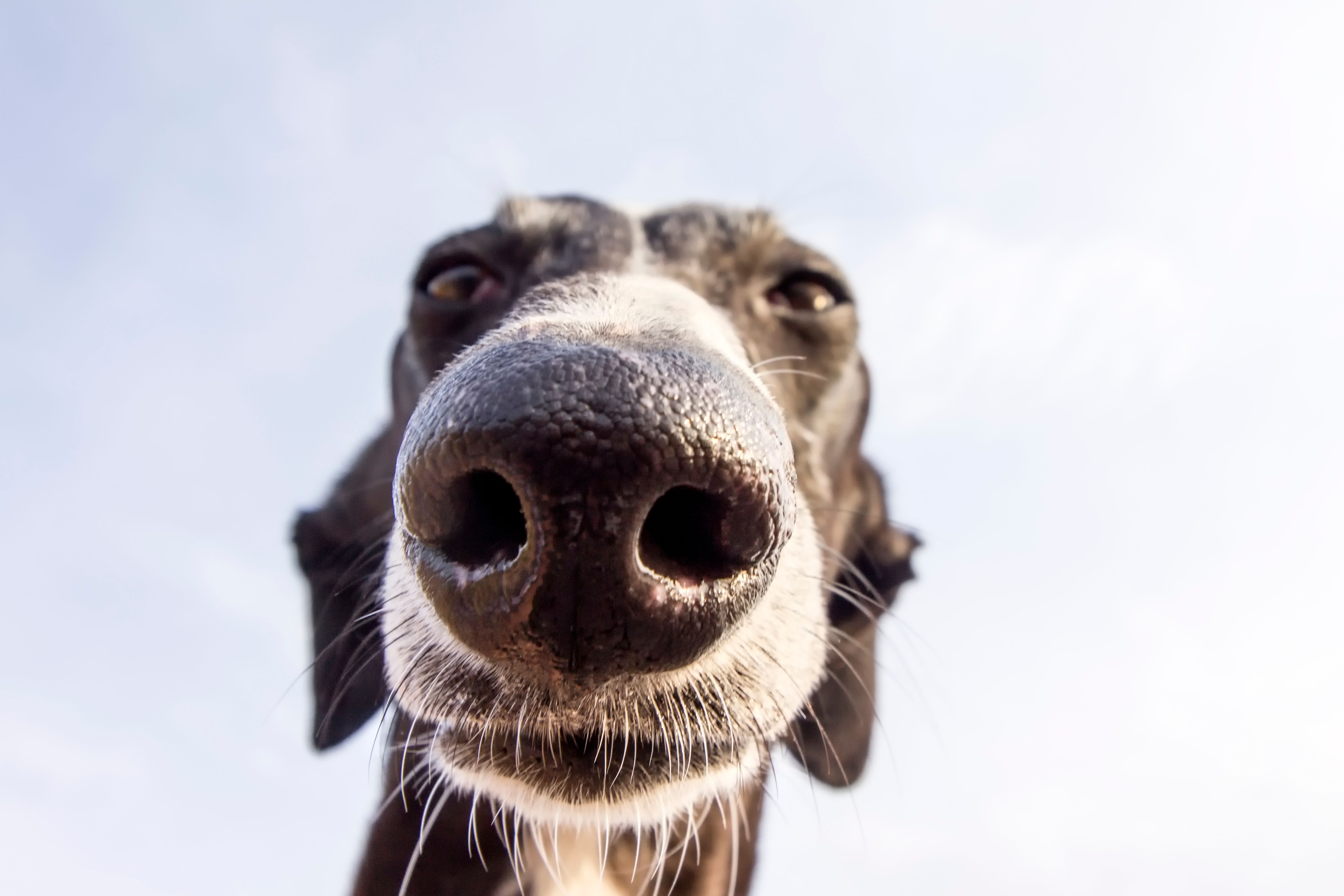 Dog's face seen close-up from below with focus on the nose, giving a playful and curious perspective against a clear sky