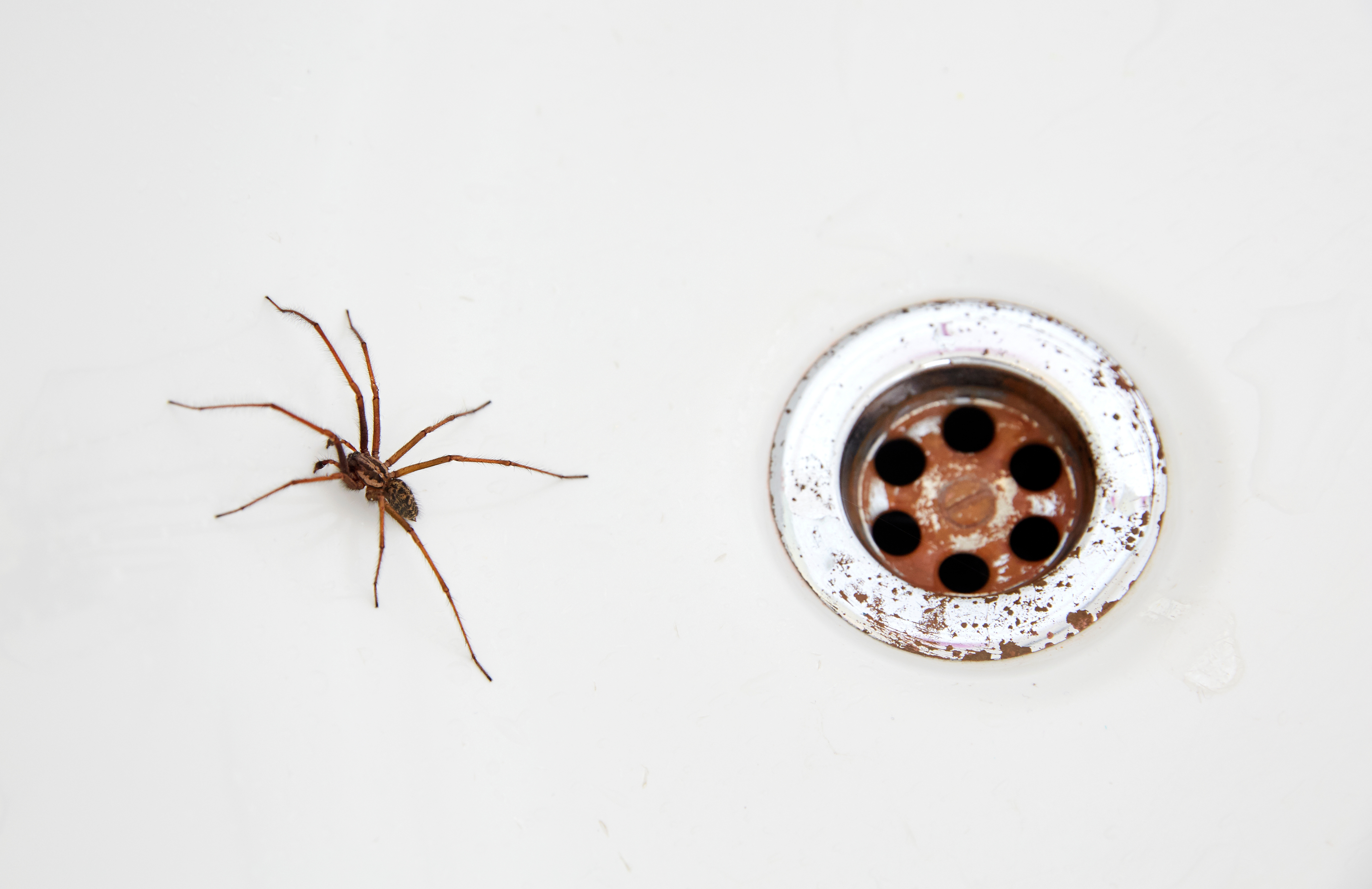 Spider near a bathtub drain, showcasing a typical household scene with an arachnid in a bathroom setting