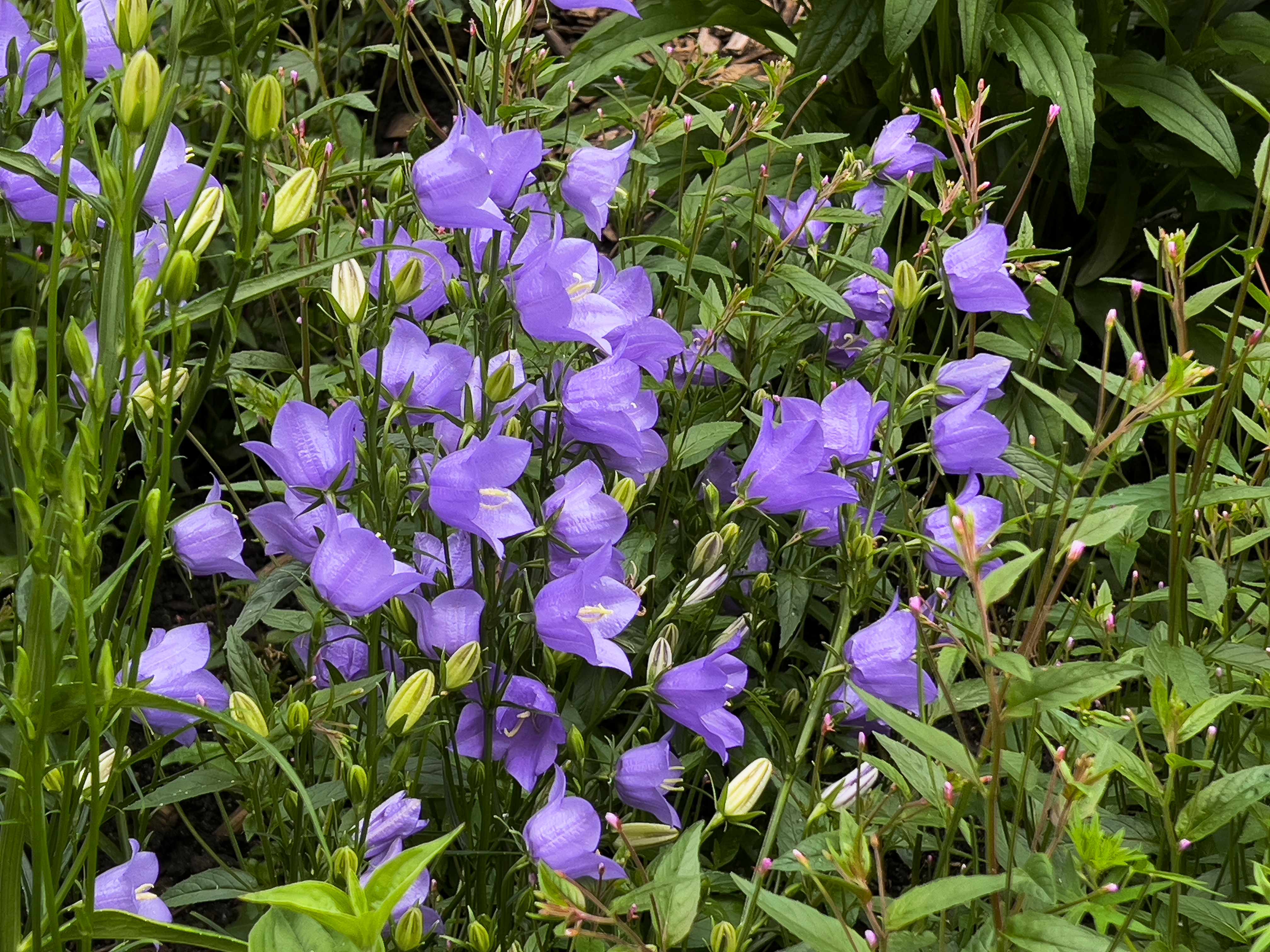 Purple flowers with bell-shaped blooms and green foliage in a garden setting. Buds are visible among the open flowers