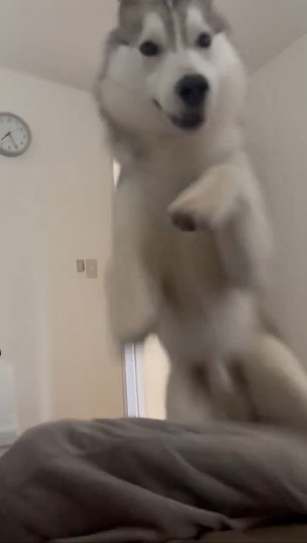 飼い主さんにダイブした珀くん / 飼い主さん(@husky_0319)のXアカウントより