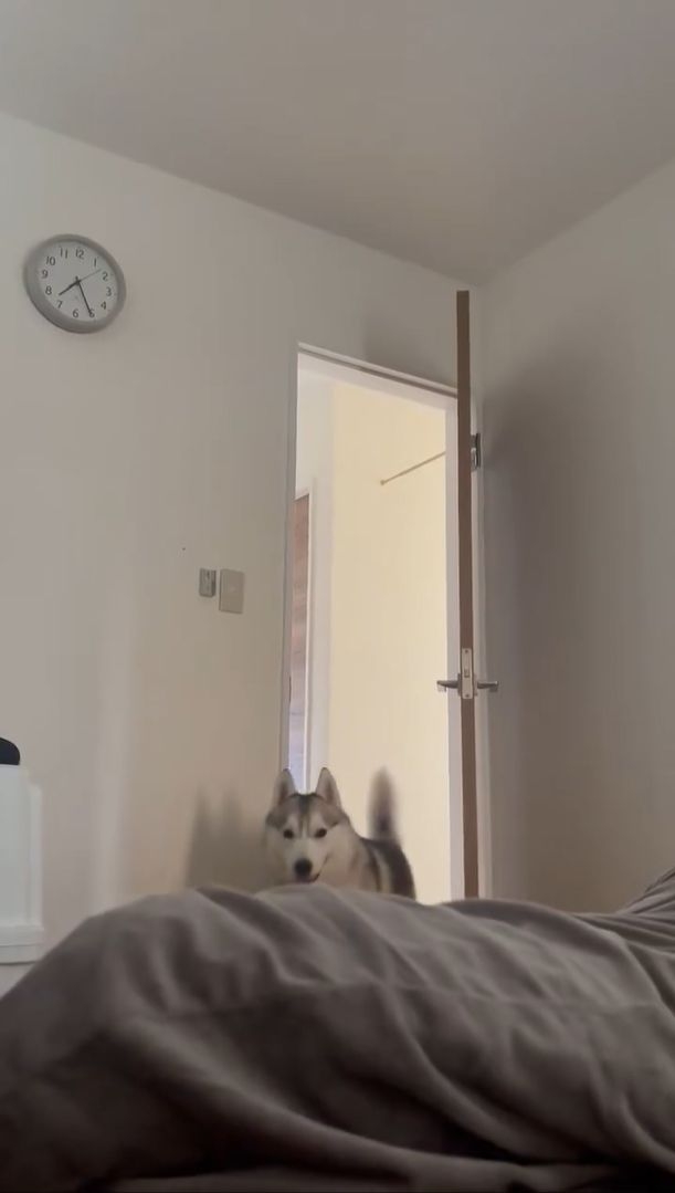 飛び掛かる寸前の珀くん / 飼い主さん(@husky_0319)のXアカウントより