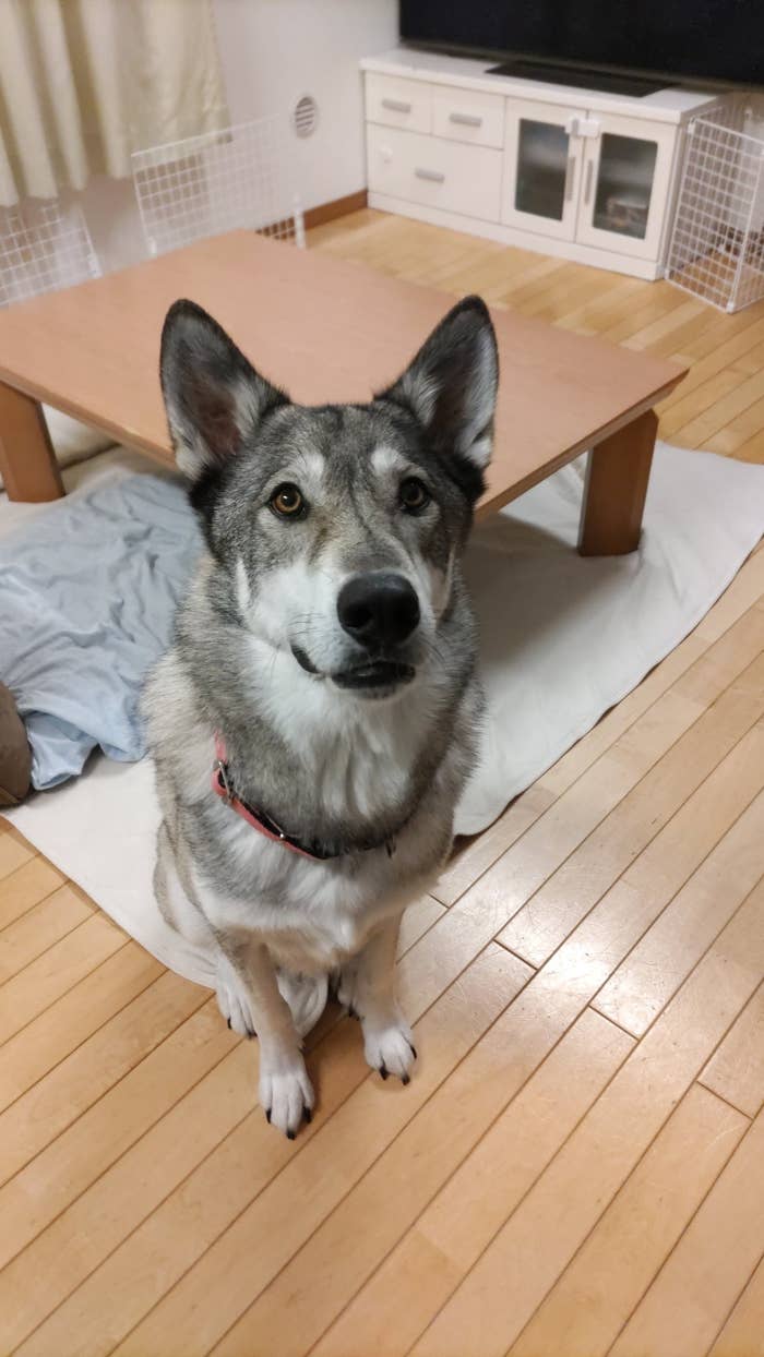 垂れ耳の犬が室内で座って、カメラを見上げている。床には絨毯とテーブルがある。