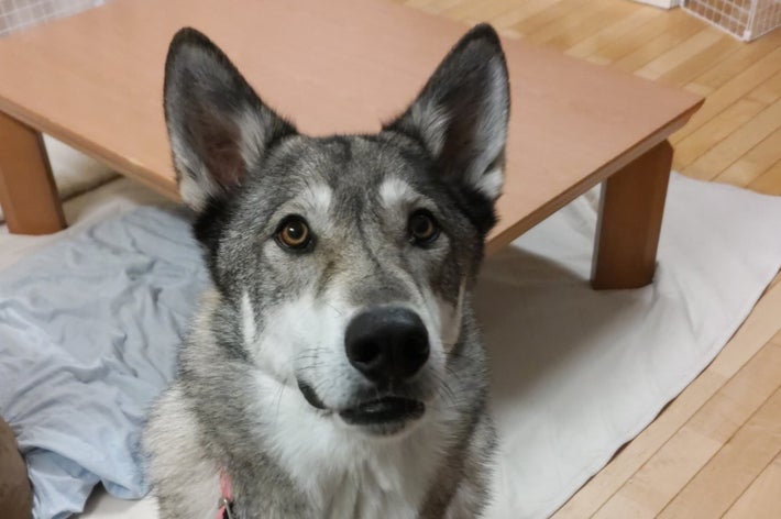 影になった馬と騎手が地面に映る様子。馬の影がはっきり見え、ロープが横に見える。