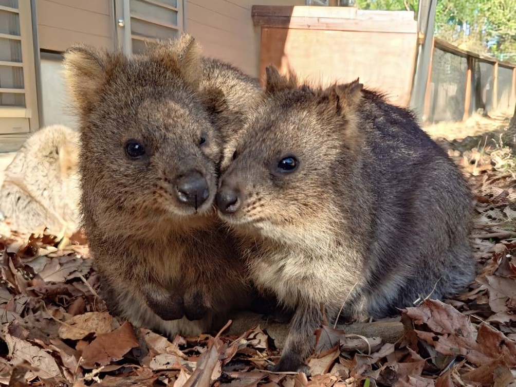 ビビと娘の「ミア」、仲良し親子なのだそうです（埼玉県こども動物自然公園【公式】のXアカウントより）