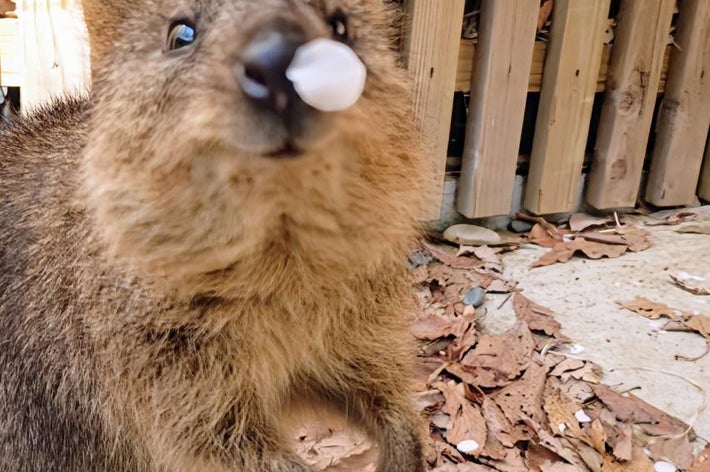 鼻ちょうちん？を付けたクオッカのビビ（埼玉県こども動物自然公園【公式】のXアカウントより）