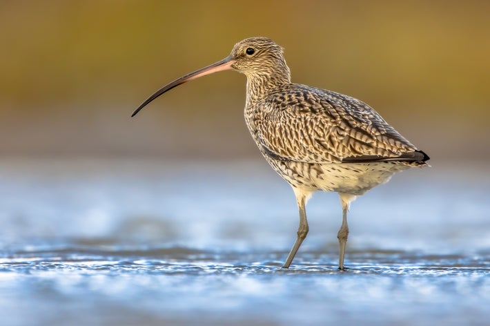 嘴の長い鳥(たぶんダイシャクシギ)が水辺に佇んでいる。背景はぼやけており、鳥が注目されている。