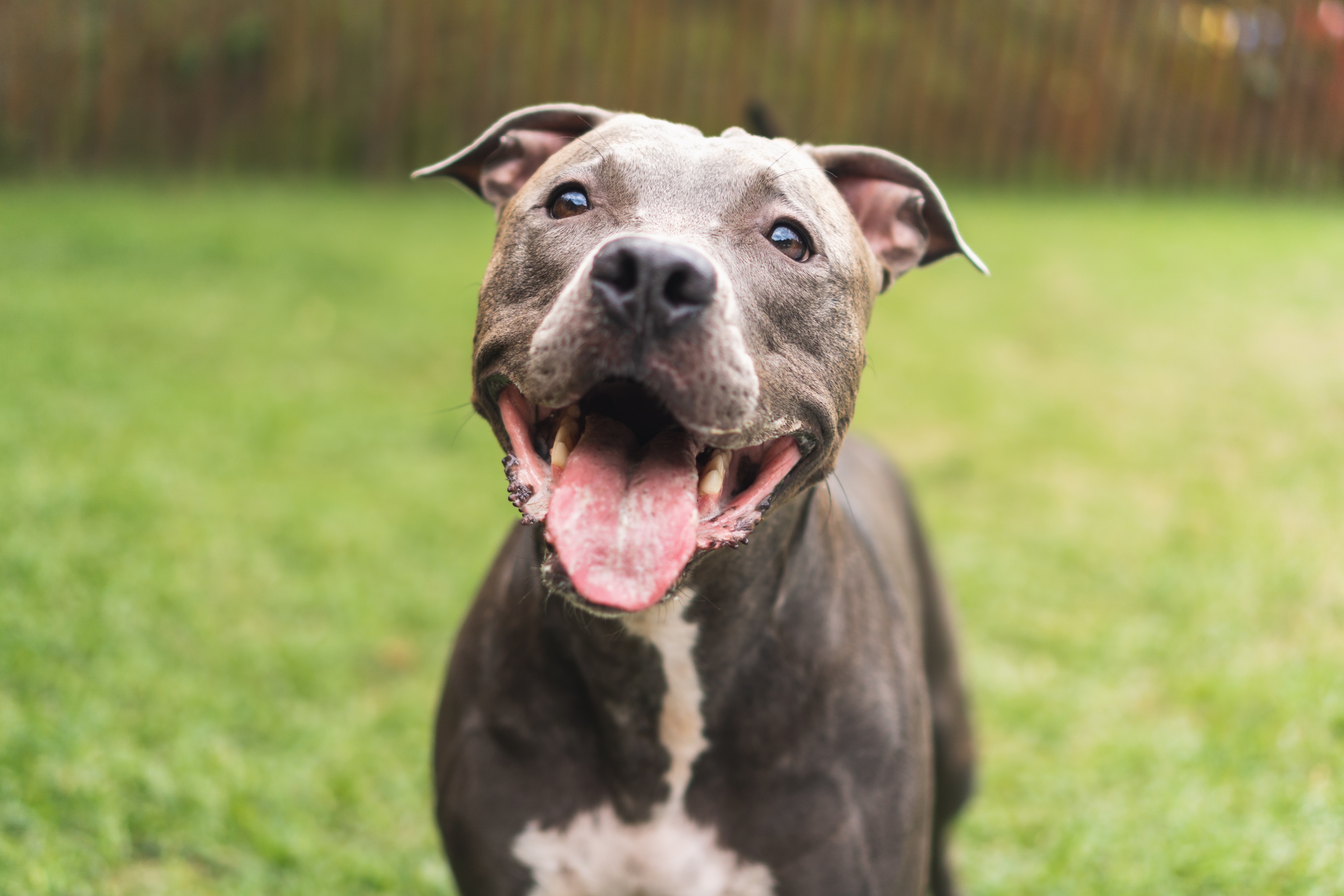 Happy pit bull with tongue out, standing on grass