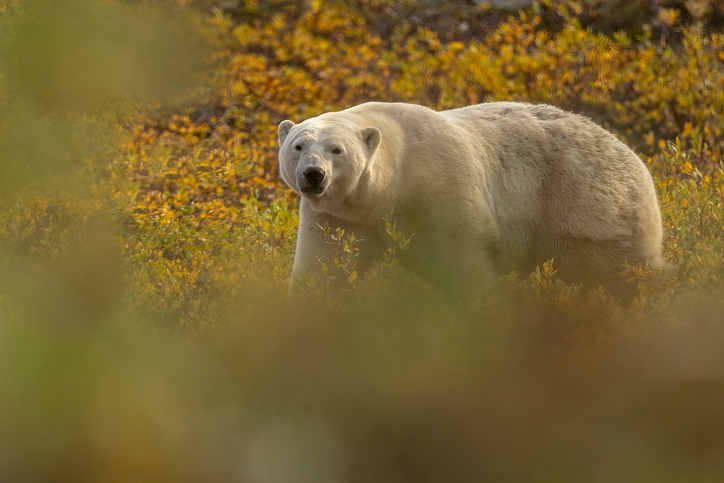 Polar bear stands amid autumn foliage, gazing forward