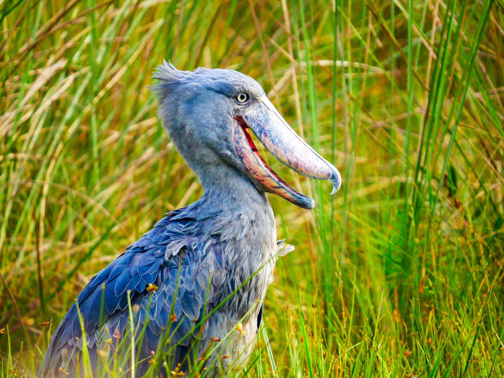 A shoebill stork stands in tall grass with its distinctive large beak and tufted head, gazing to the side