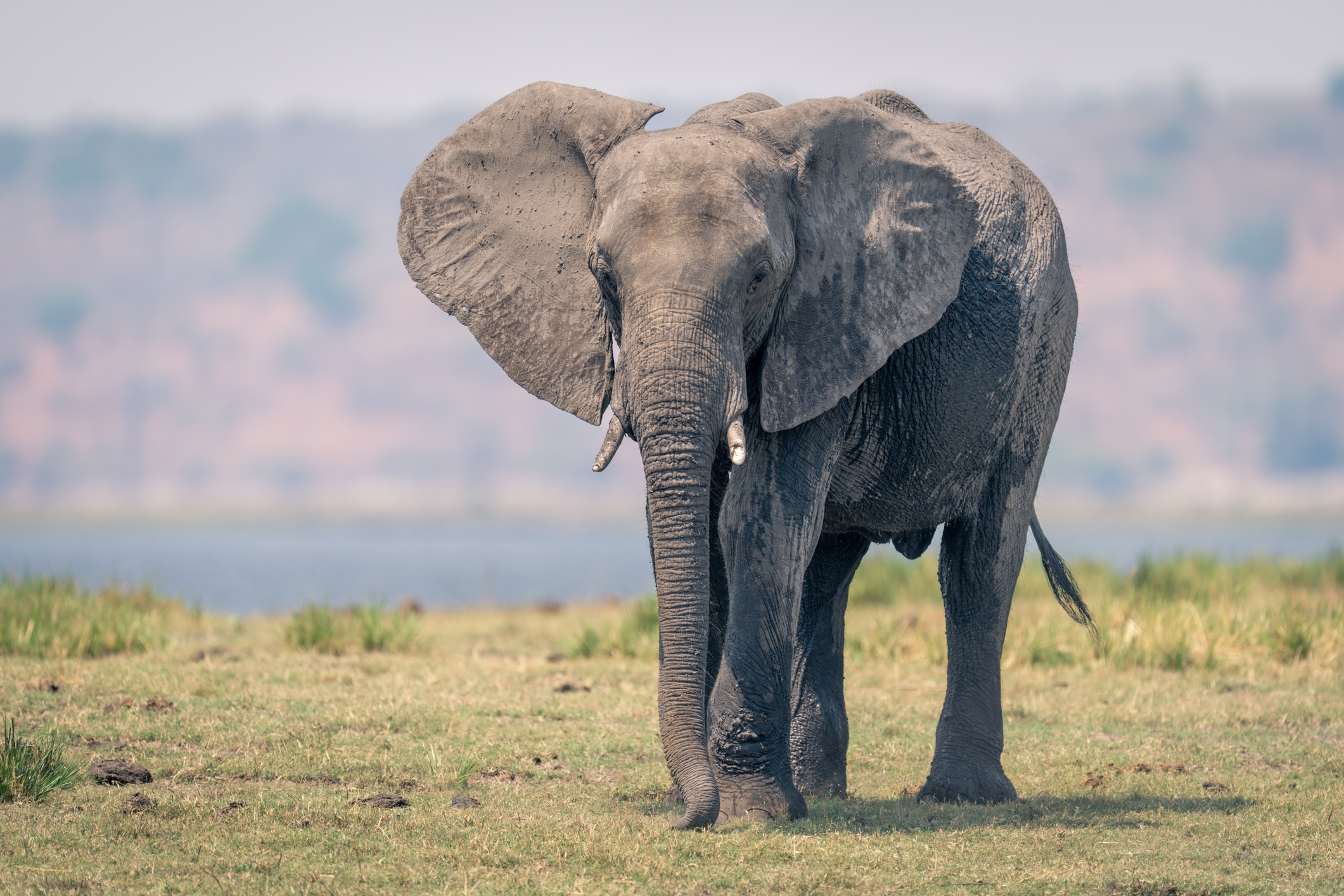 Elephant standing on grassland with large ears and trunk facing forward, showing its majestic presence in a natural habitat