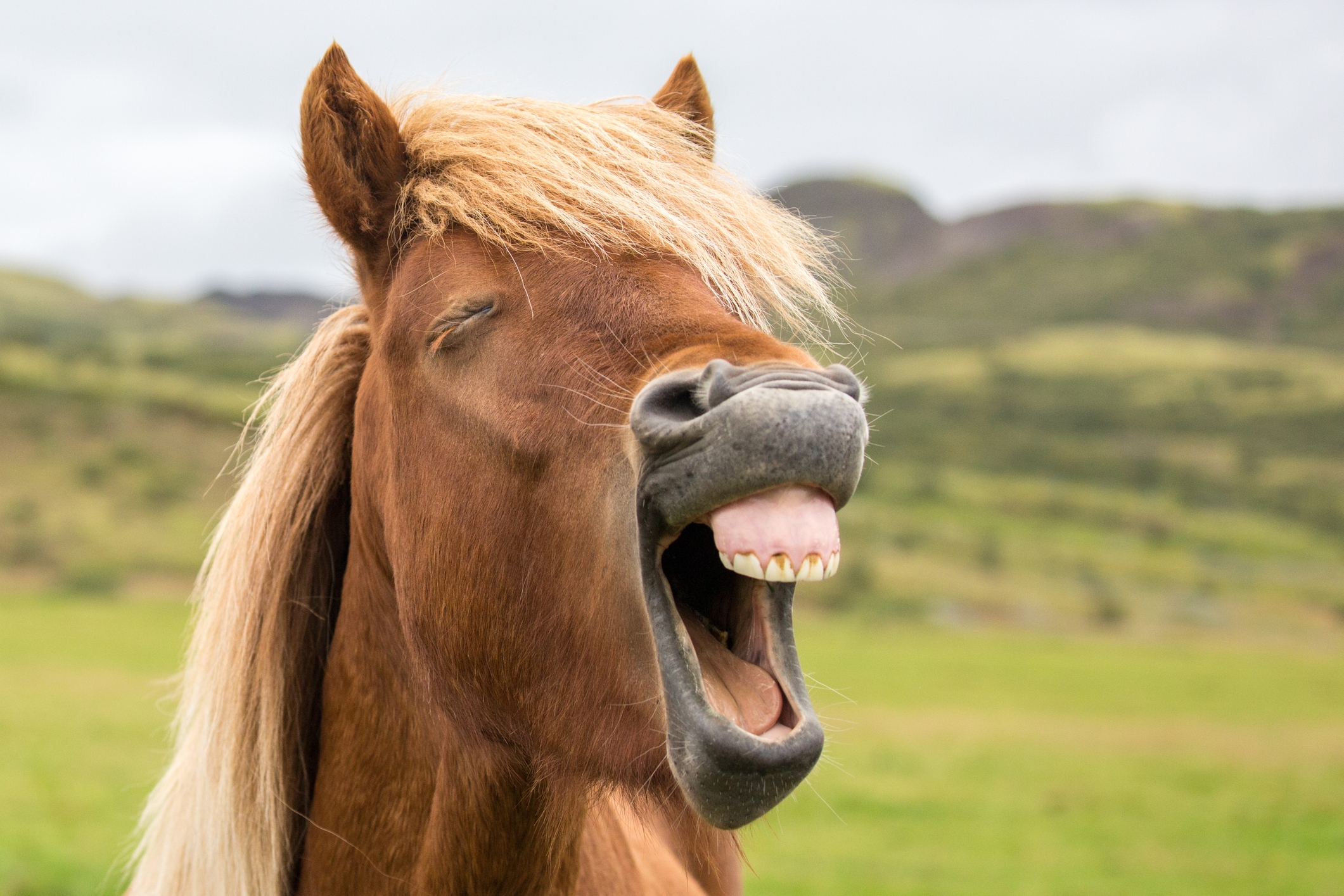 Horse in a field appears to laugh with its mouth open, showing teeth, under a cloudy sky
