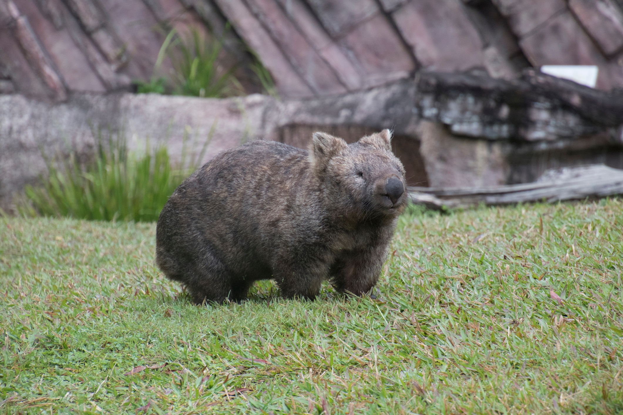 A wombat stands on a grassy area, surrounded by rocks and vegetation, appearing calm and relaxed
