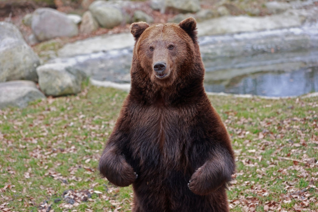 A bear stands on hind legs in a natural setting with rocks and a pond in the background