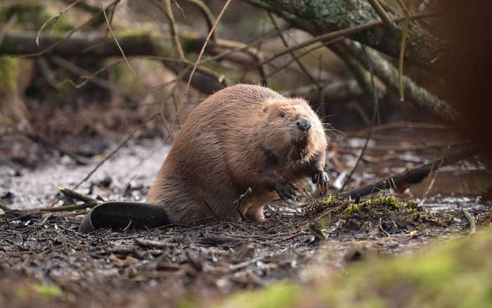 Beaver in a forested area, sitting near water, gnawing on a small branch. Sparse tree branches and foliage in the background
