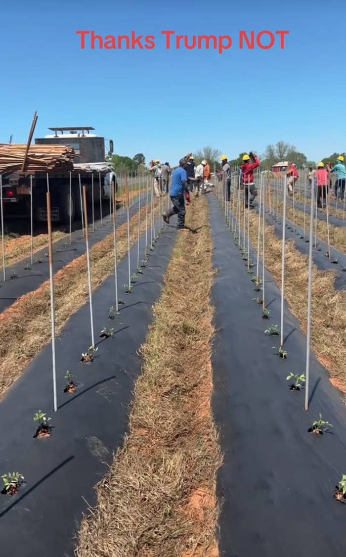 People working in a field preparing rows for planting, with the phrase &quot;Thanks Trump NOT&quot; written at the top