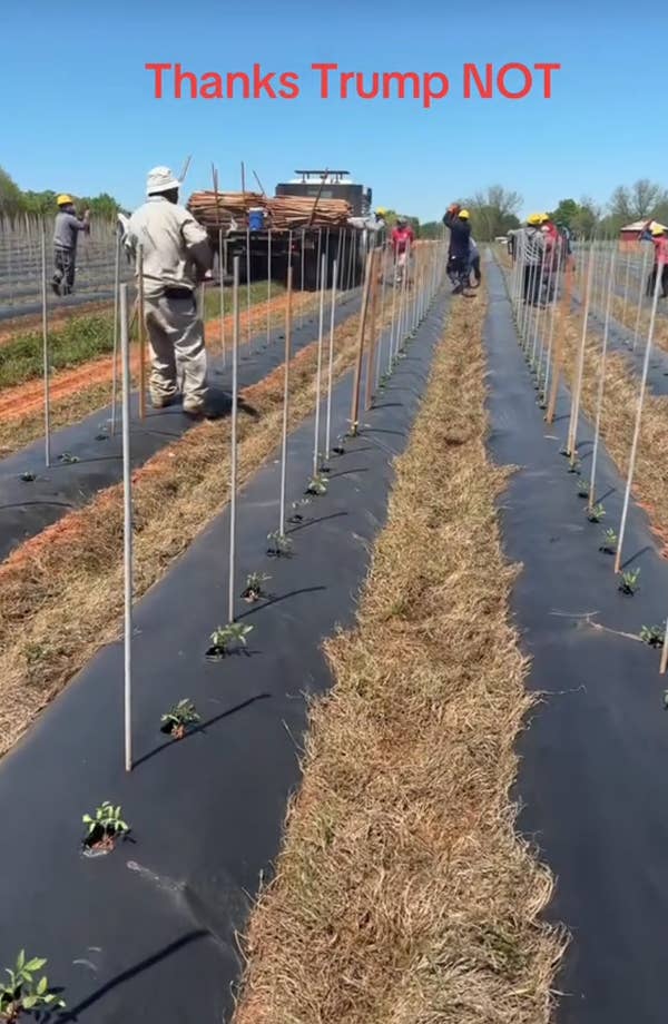 People planting in a field. Text reads, &quot;Thanks Trump NOT,&quot; suggesting criticism of a policy