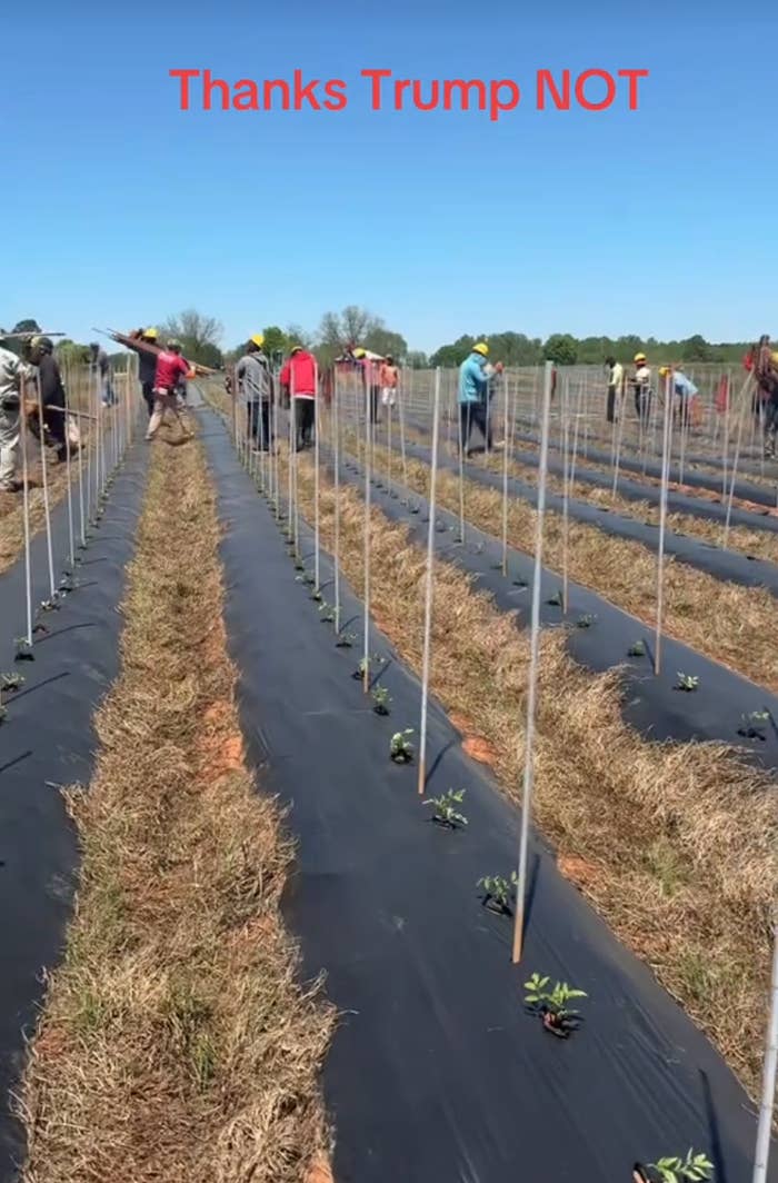Workers in a field planting crops with text overlay: &quot;Thanks Trump NOT.&quot;