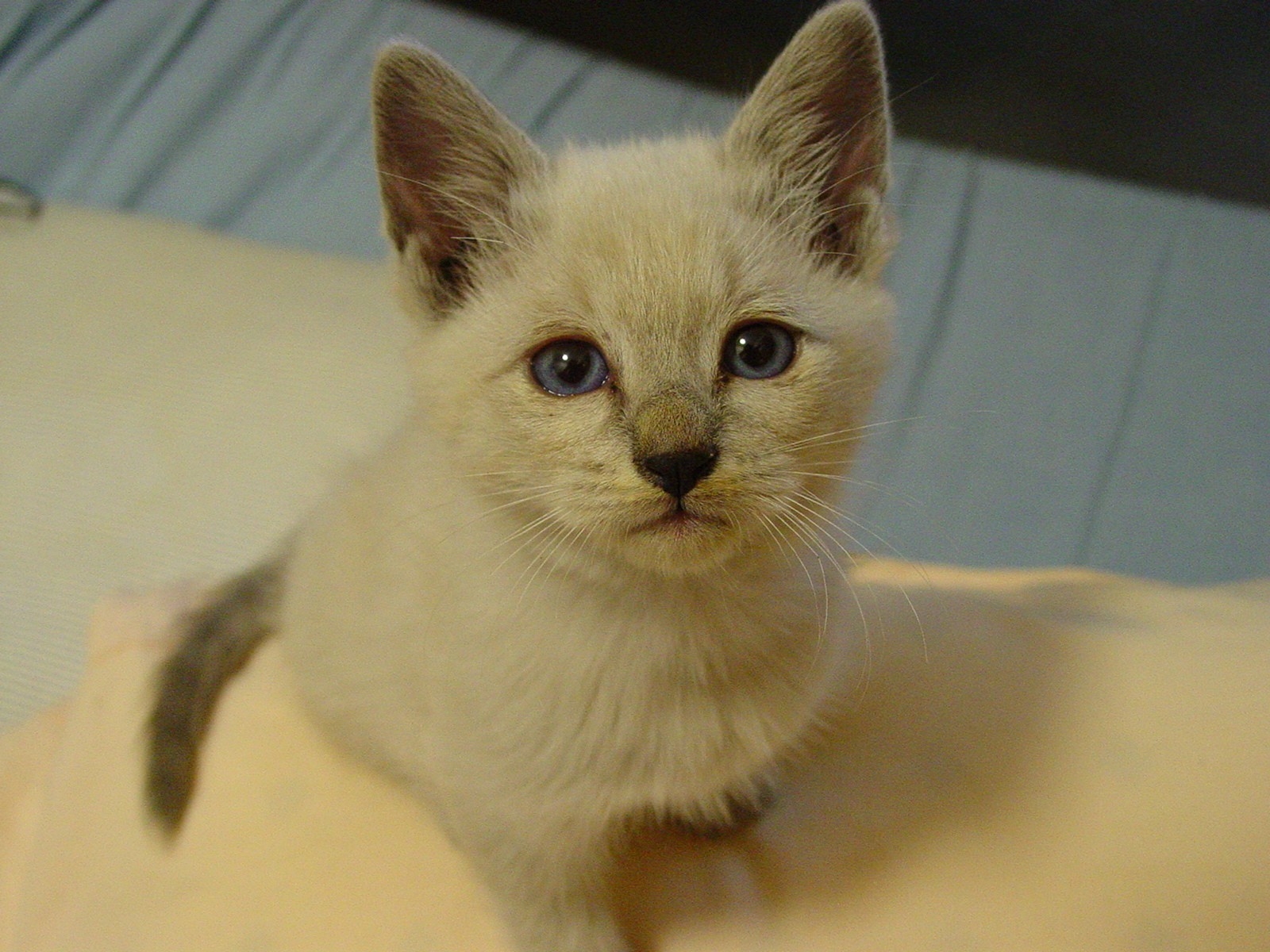 子猫時代のチビちゅけちゃん／チビちゅけさん（@Jzz30Shigeo）のXより