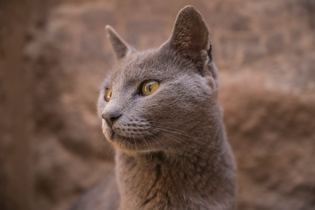 Close-up of a Russian Blue cat looking to the side, highlighting its sleek fur and attentive expression