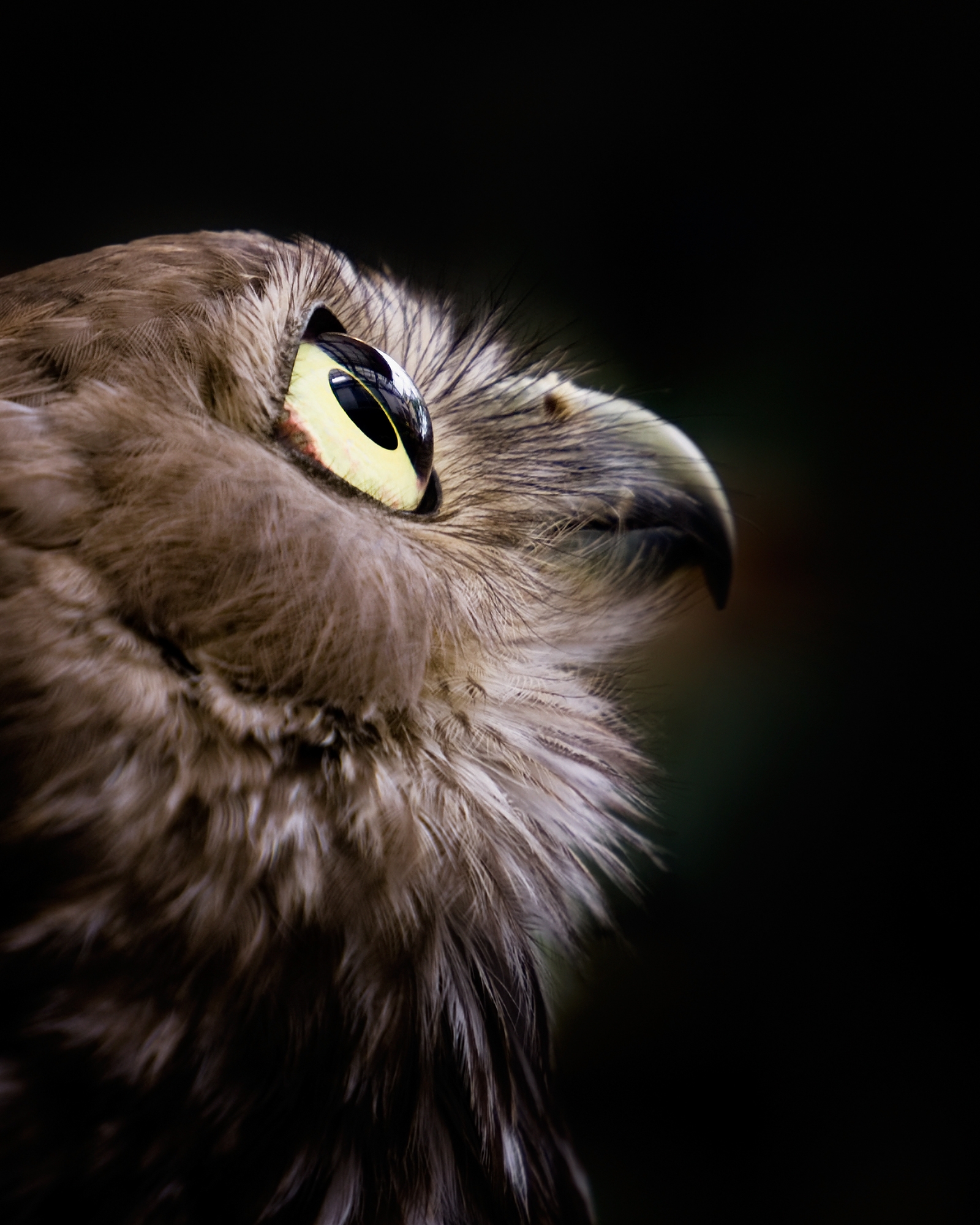 Close-up of a bird of prey with a focus on its sharp beak and keen eye, gazing upwards against a dark background