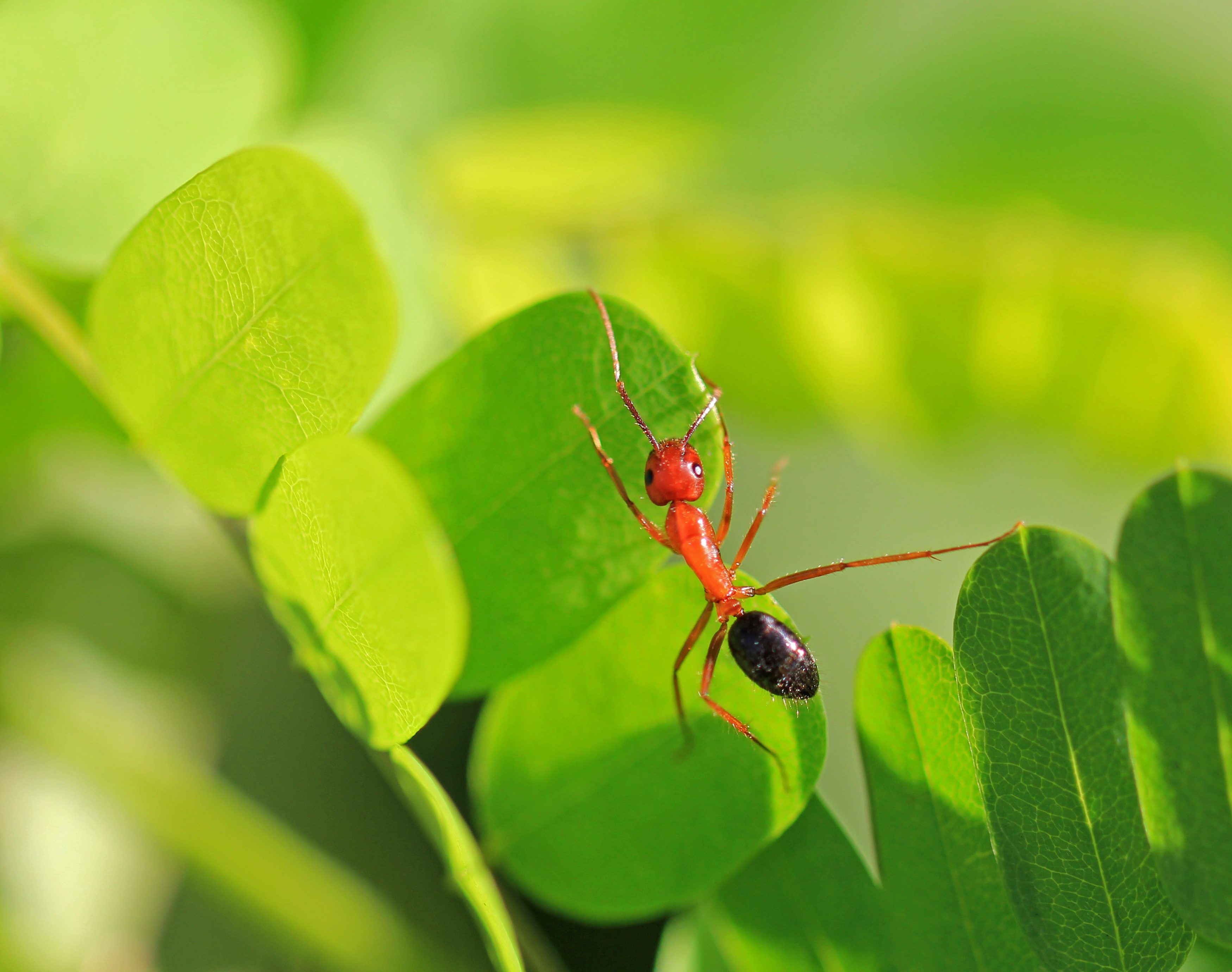 An ant climbs on a green leaf, navigating its surface in a natural environment