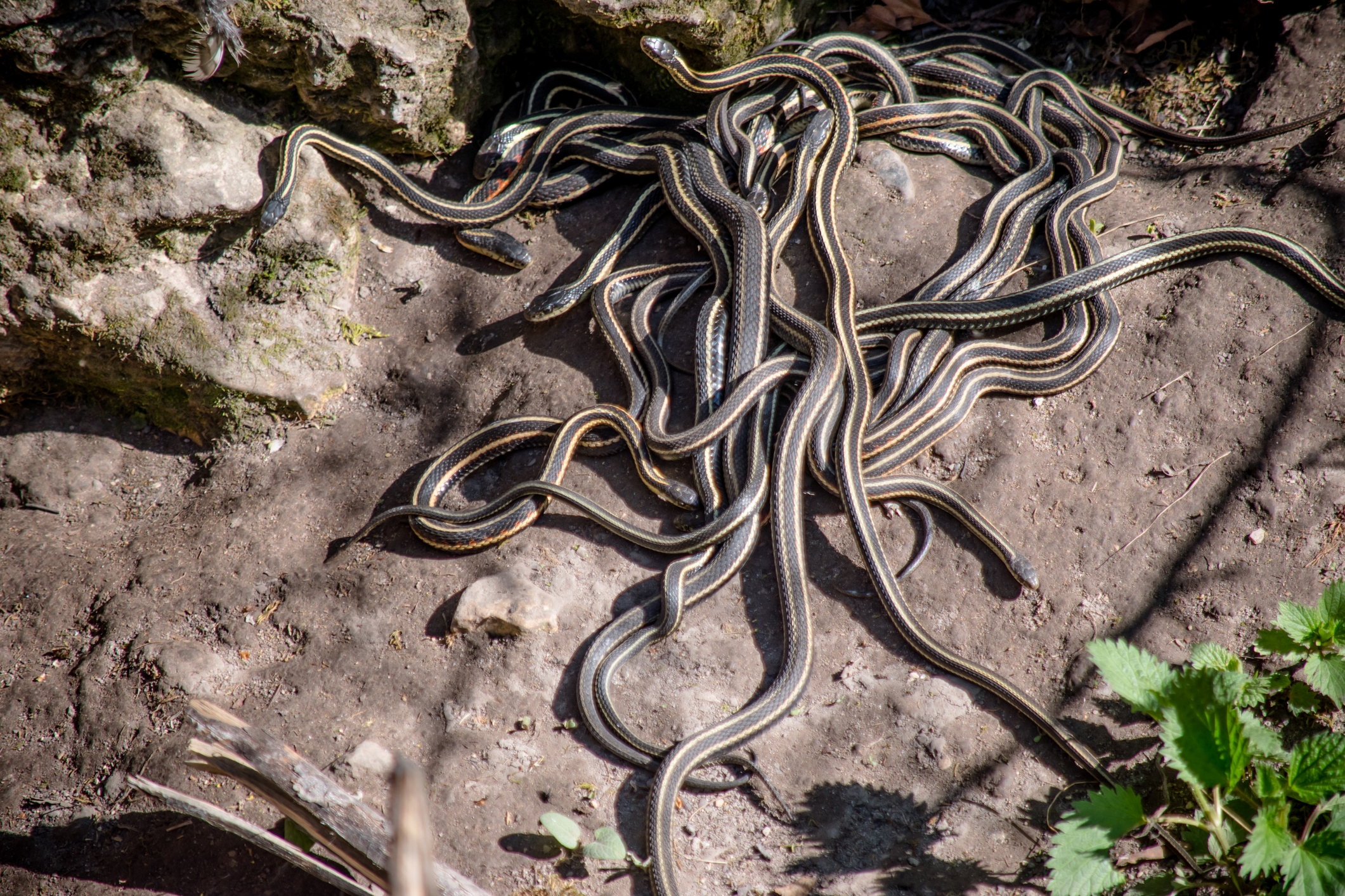 Numerous garter snakes are intertwined on sunlit ground, basking near rocks and plants