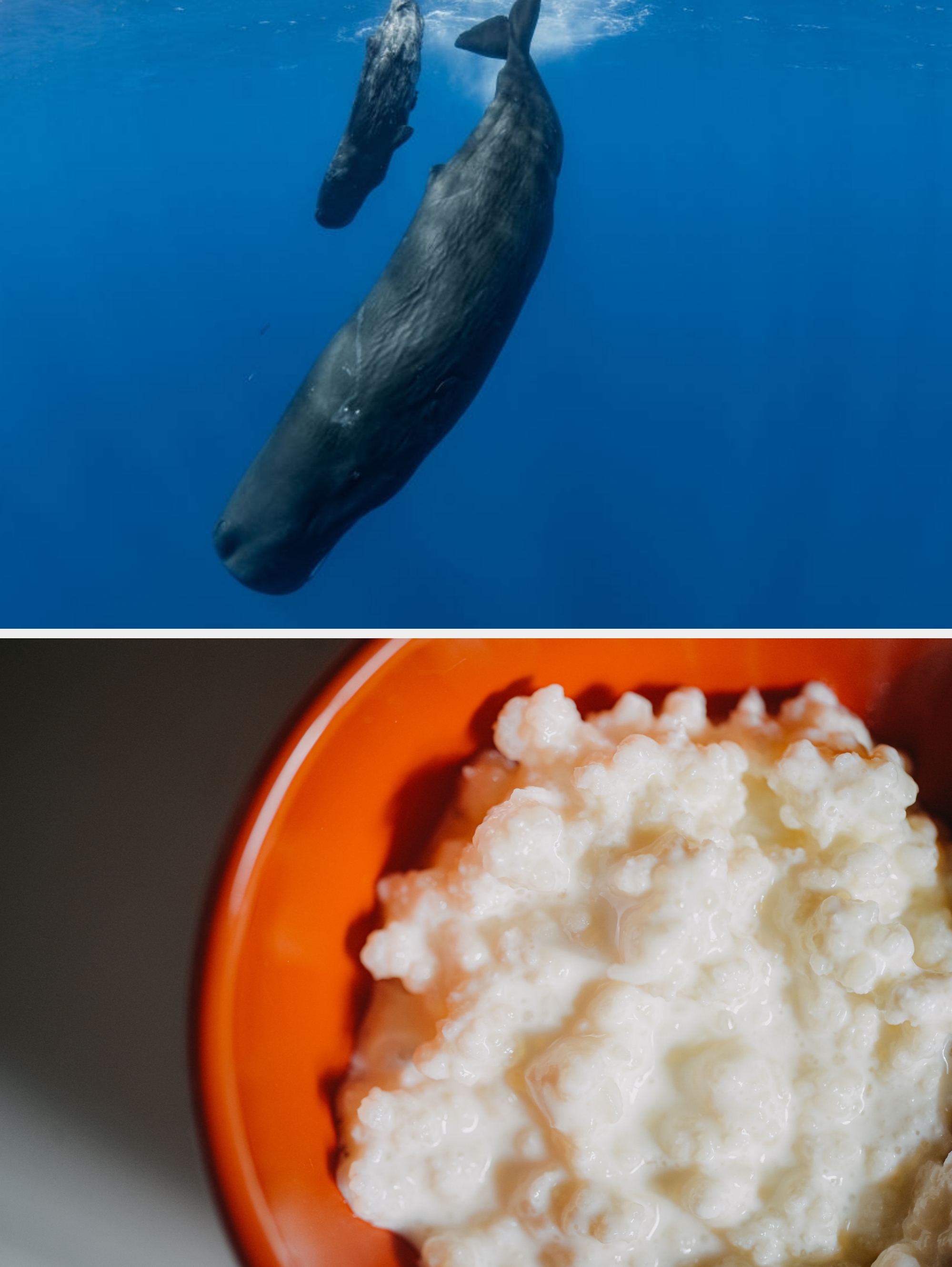 Two sperm whales swimming together underwater, one larger and one smaller, likely a mother and calf, in a deep blue ocean