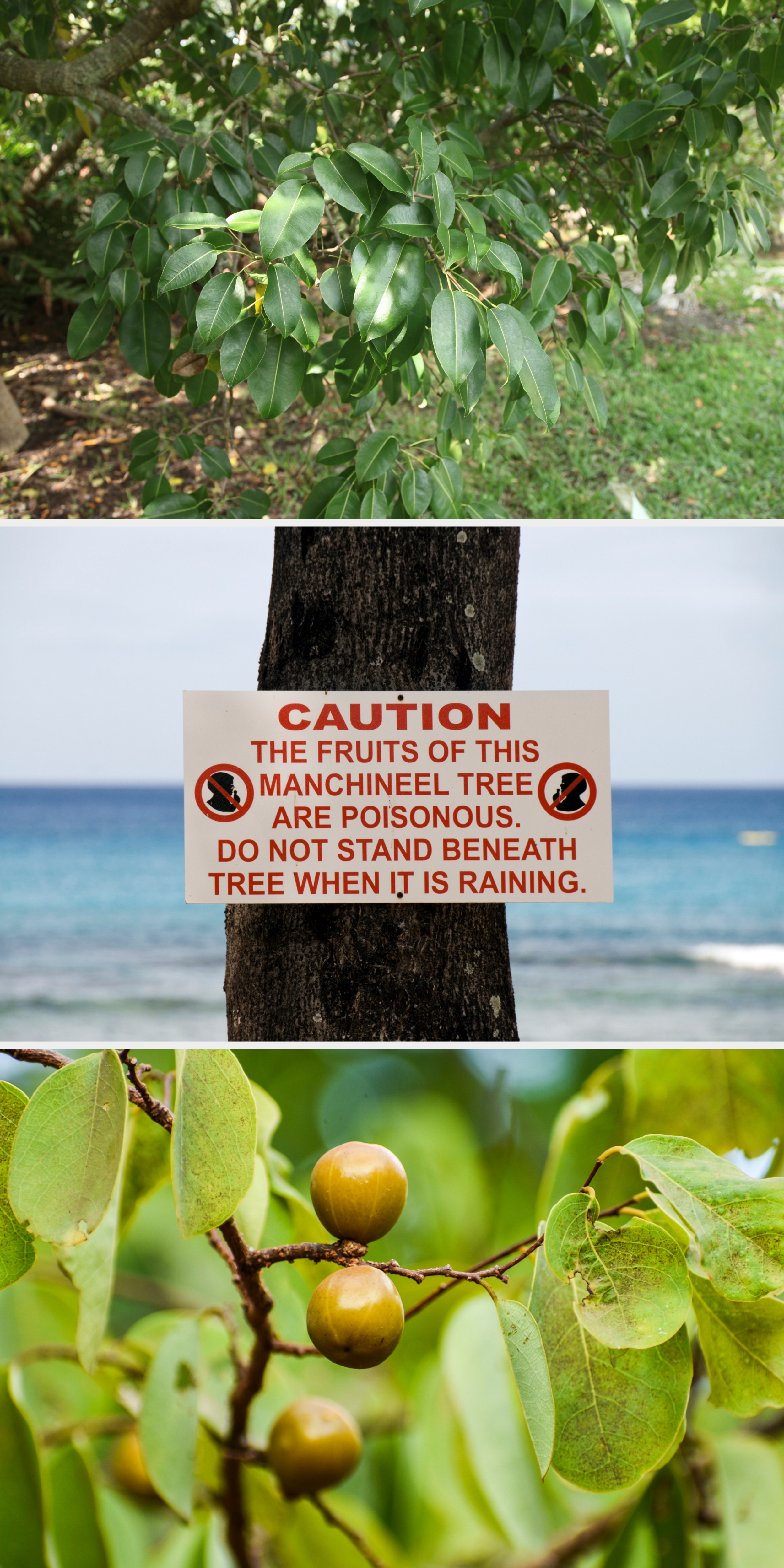 Sign on tree warns: &quot;Fruits of this manchineel tree are poisonous. Do not stand beneath tree when it is raining.&quot;