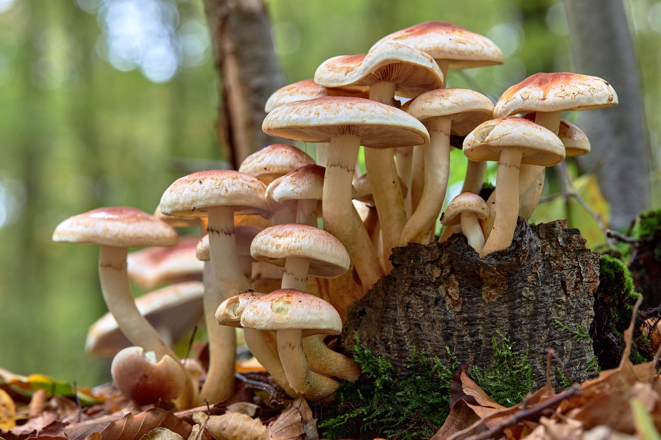 Cluster of mushrooms growing on a tree stump in a forest setting, surrounded by fallen leaves