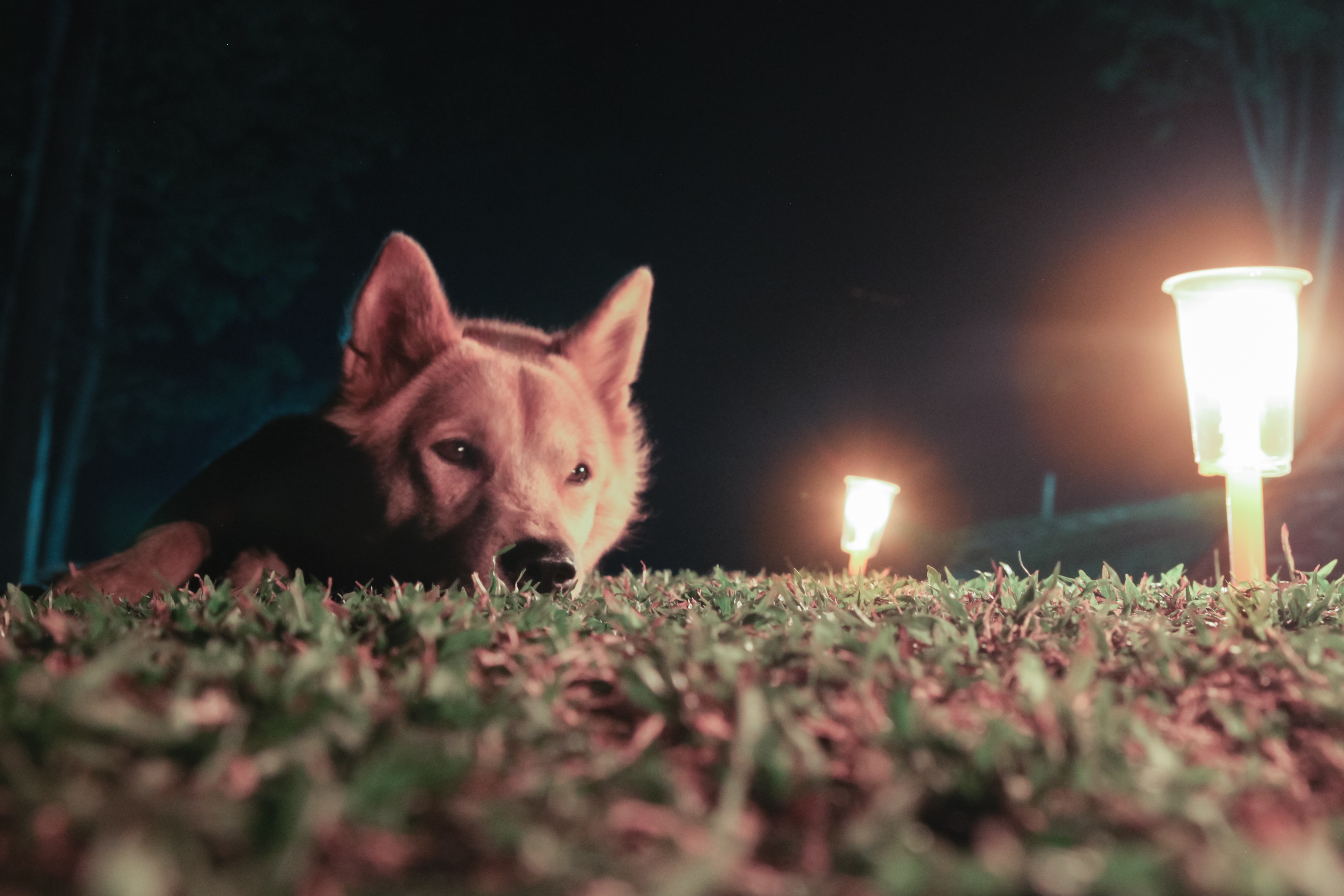 A dog lies on grass, illuminated by nearby lights at night, appearing relaxed and thoughtful