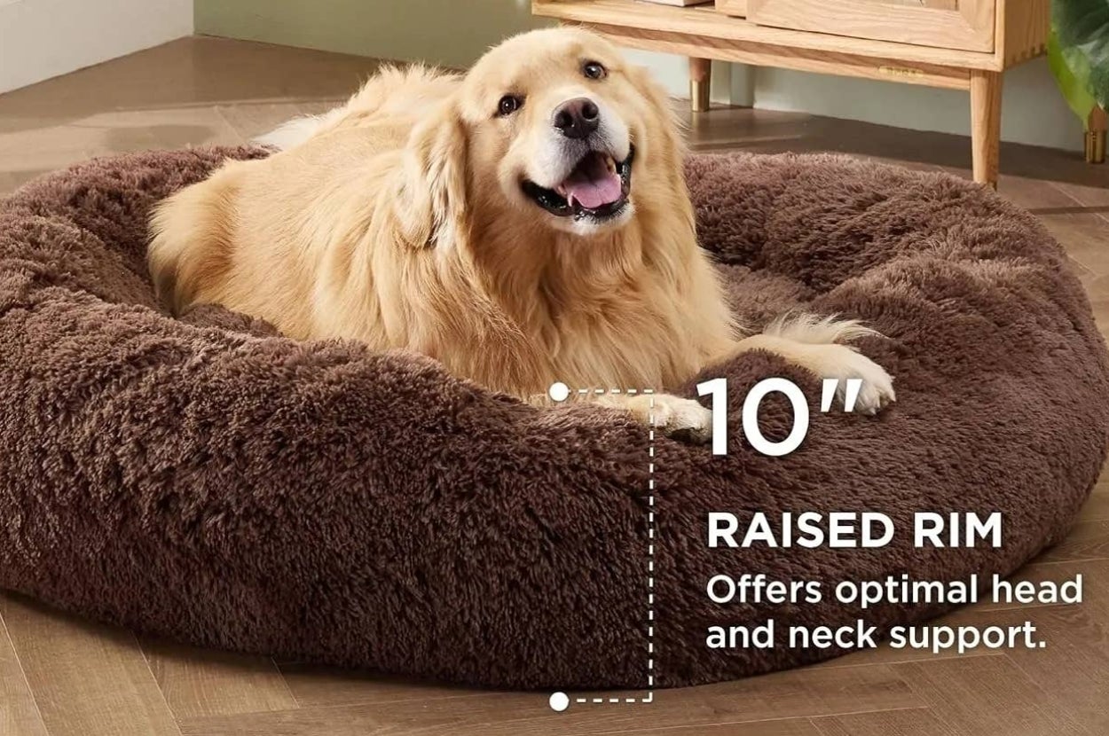 Golden retriever relaxing in a plush, large pet bed with a 10" raised rim for head and neck support