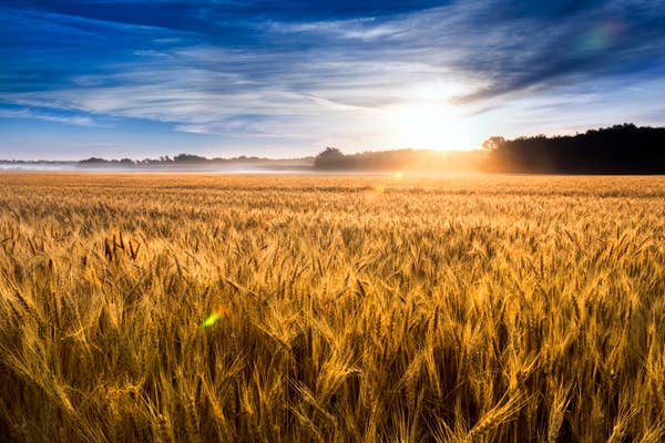 Sunrise over a vast wheat field, with golden stalks stretching to the horizon and mist in the distance