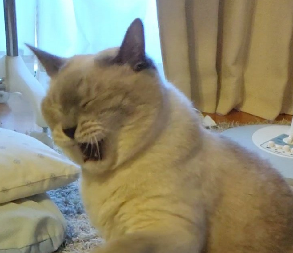 目をつぶってしまうチビちゅけちゃん/チビちゅけさん?のX(@Jzz30Shigeo)より