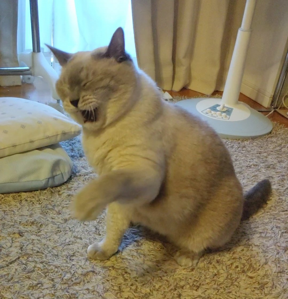 どんなに頑張っても猫じゃらしを空振りするにゃんこに15万いいね
