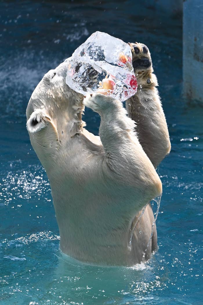 ともきさん提供写真