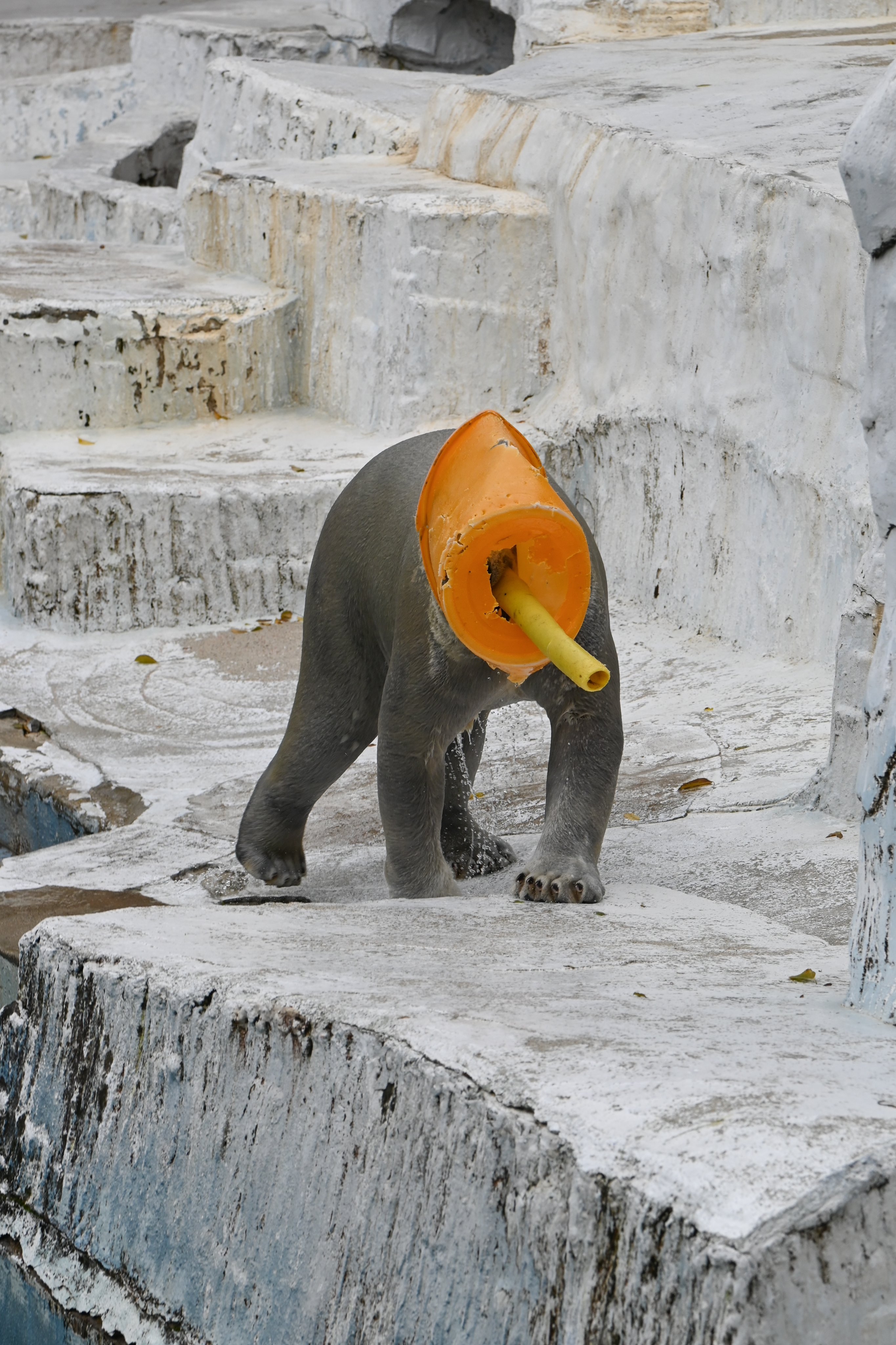 ともき(@tomoki_hito)さんのXより