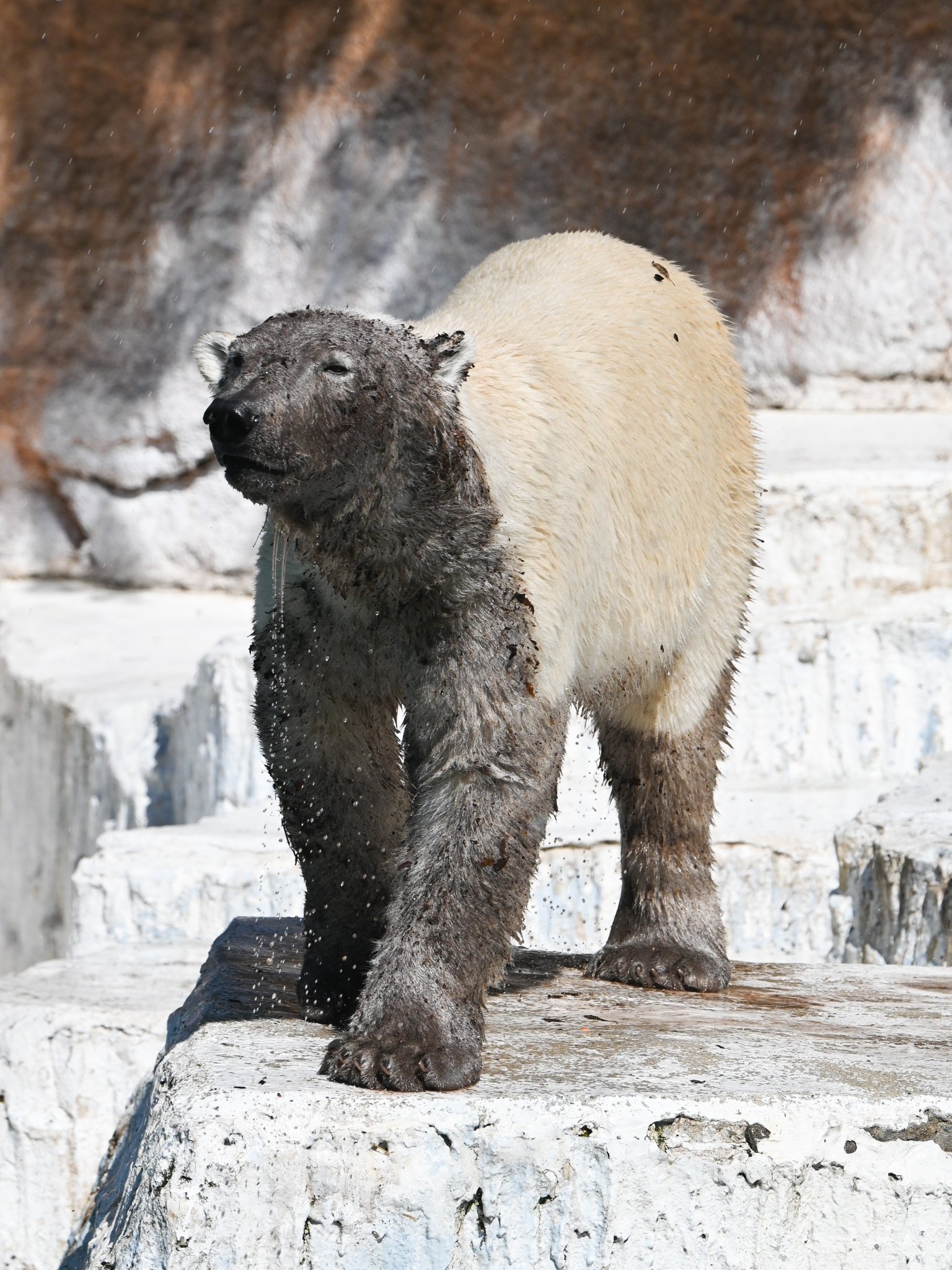 ともきさん提供写真