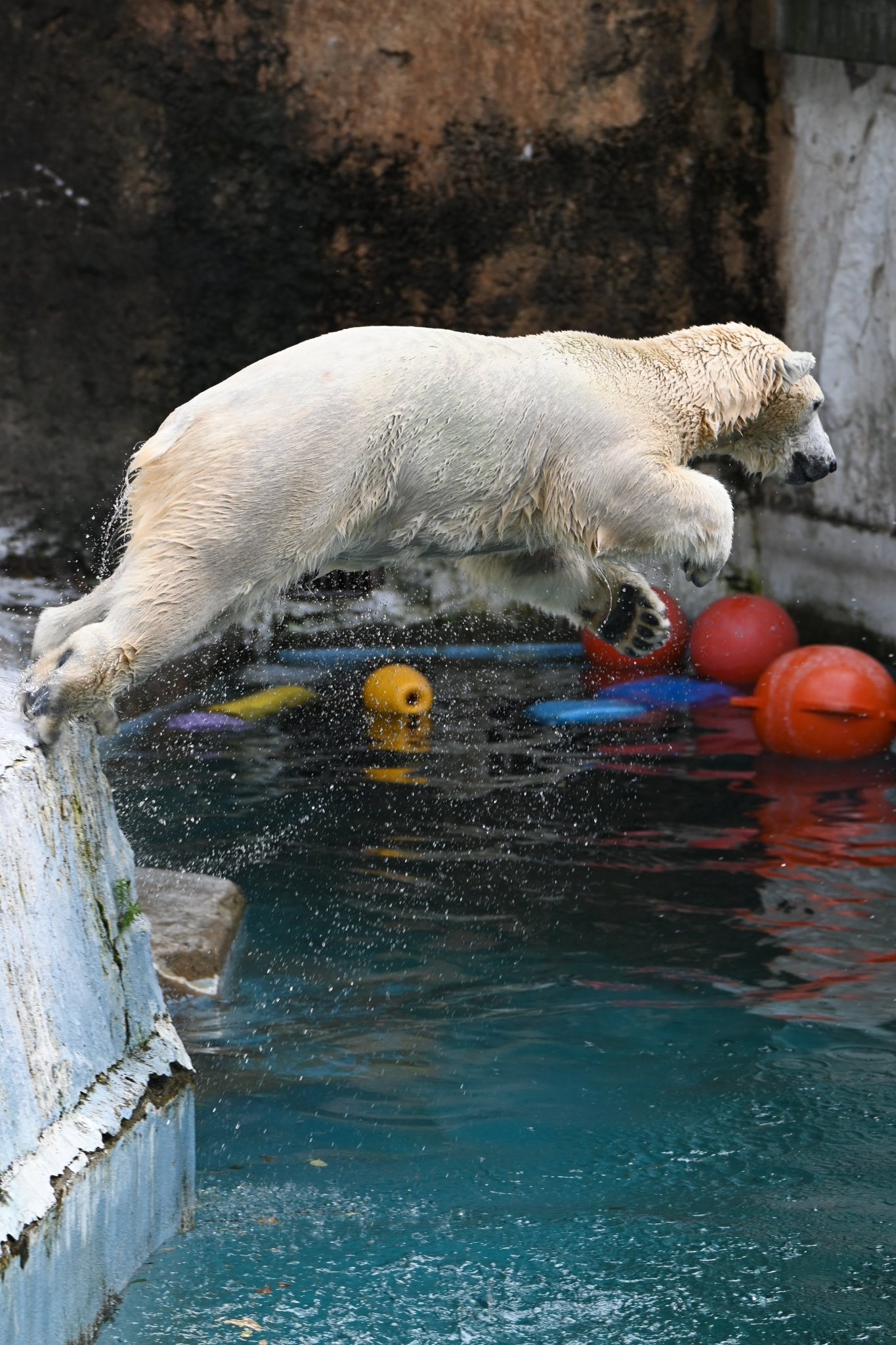 ともきさん提供写真