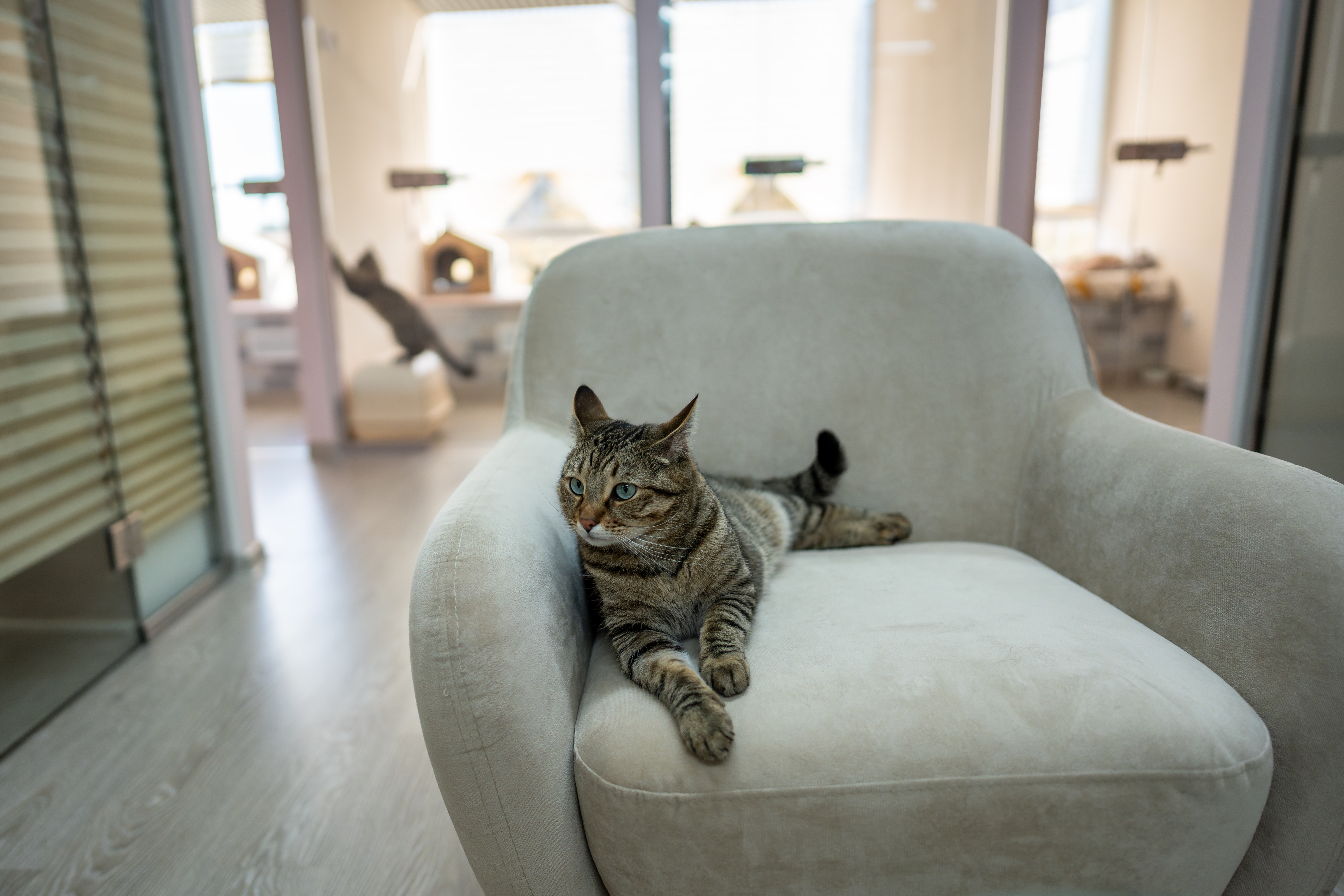 Cat lounging on a modern armchair in a bright room, with another cat jumping in the background