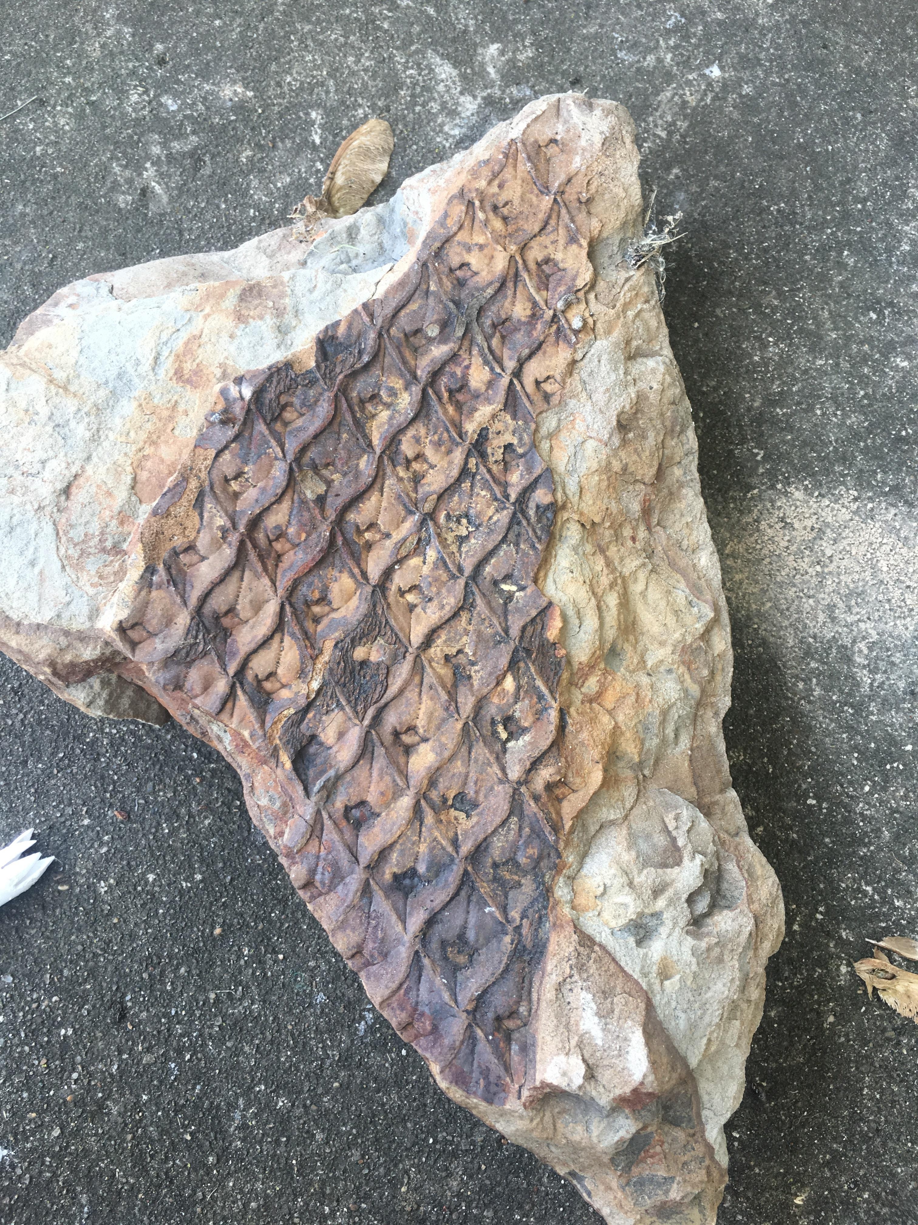 Rock with an intricate fossil-like pattern on its surface, resembling fish scales, lying on a concrete ground