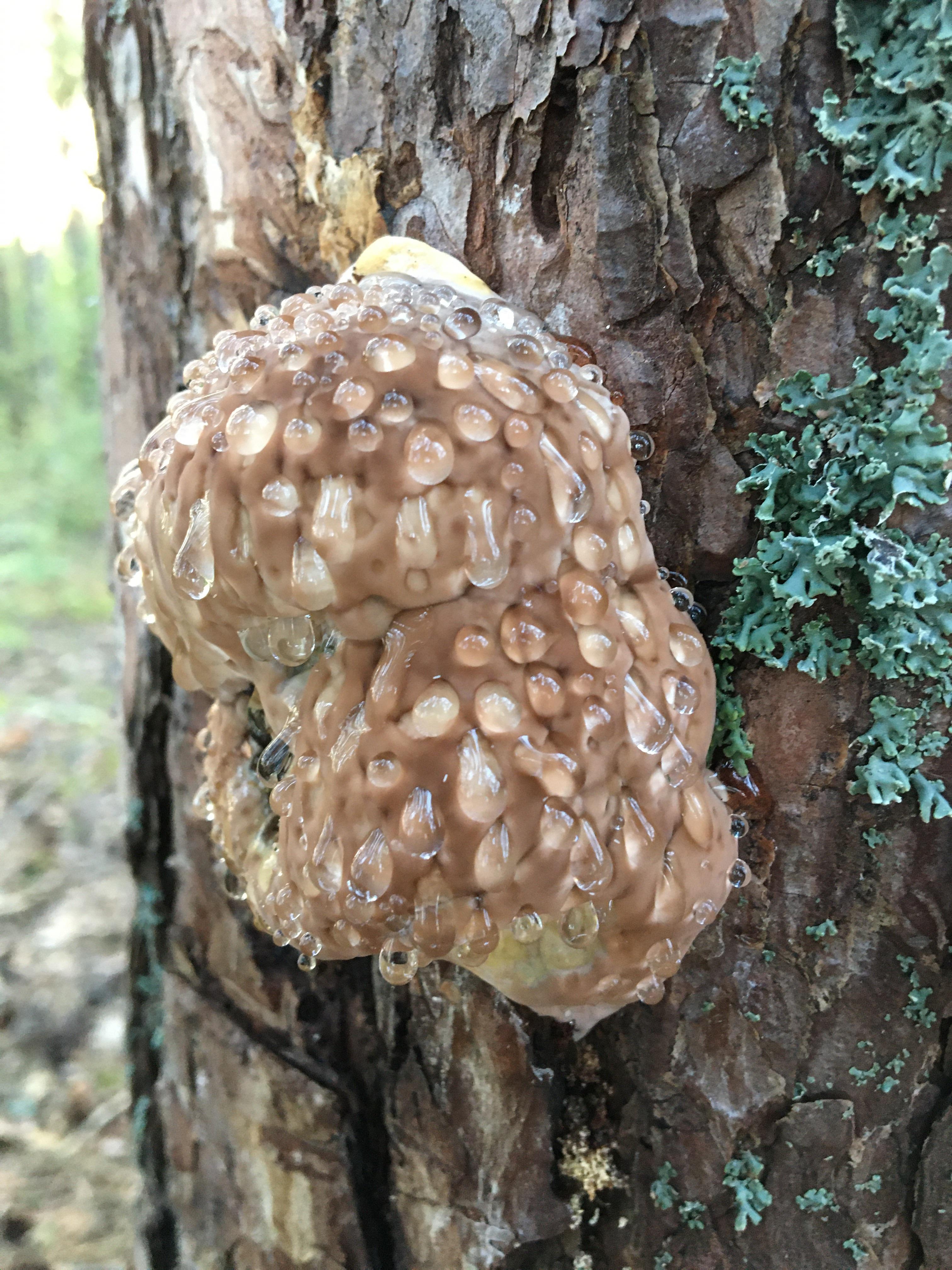 Mushroom with translucent liquid droplets growing on a tree trunk, surrounded by bark and lichen in a forest