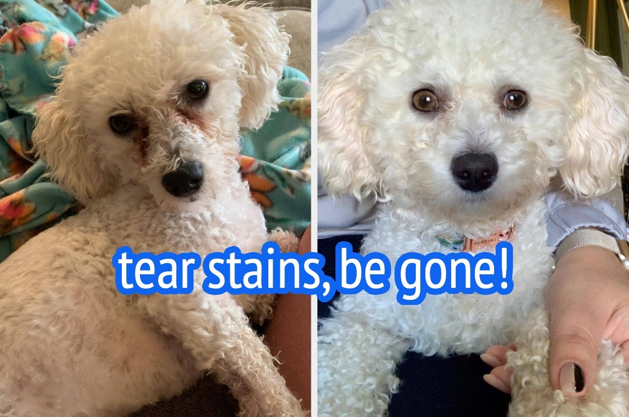 Two images of a small curly-haired dog with tear stains, before and after treatment. Text reads: "tear stains, be gone!"