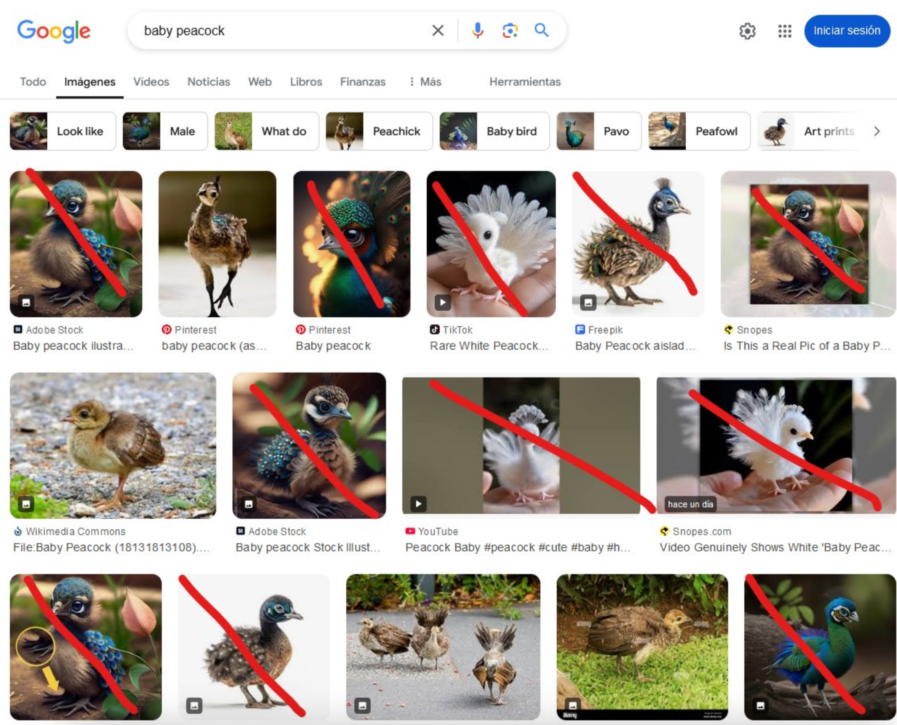 Search results displaying various baby peacock images, with red "X" marks drawn over AI-generated images